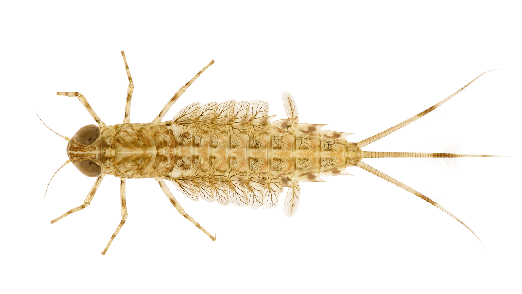 Gray Drake — Nymph