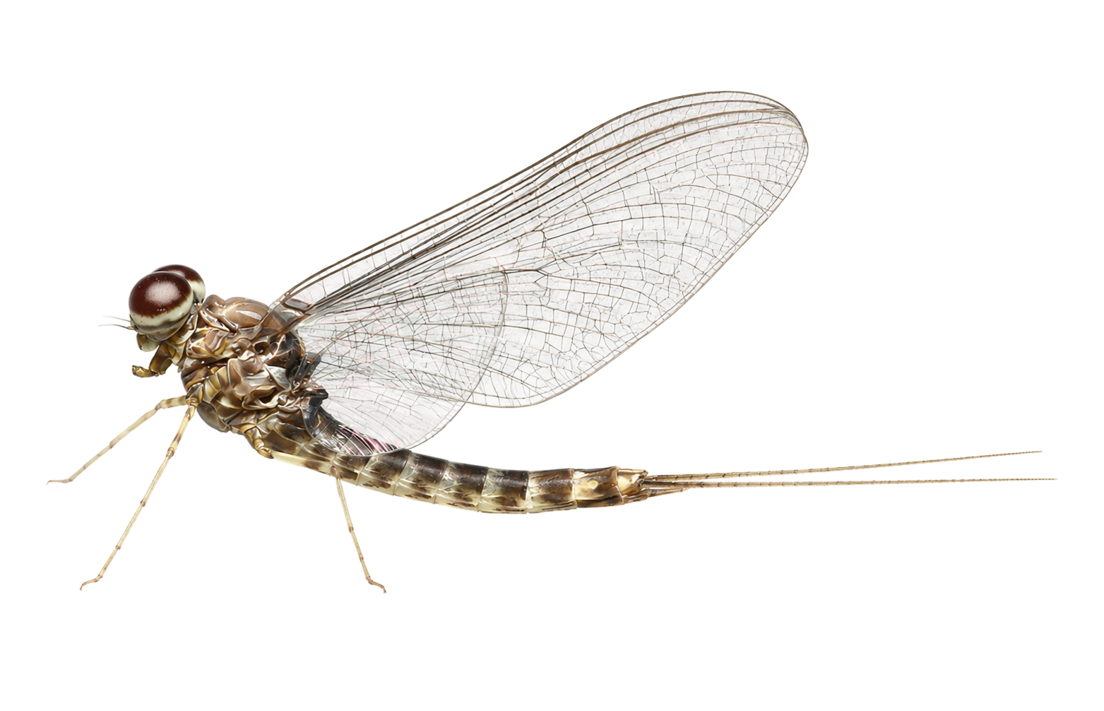 Gray Drake — Adult