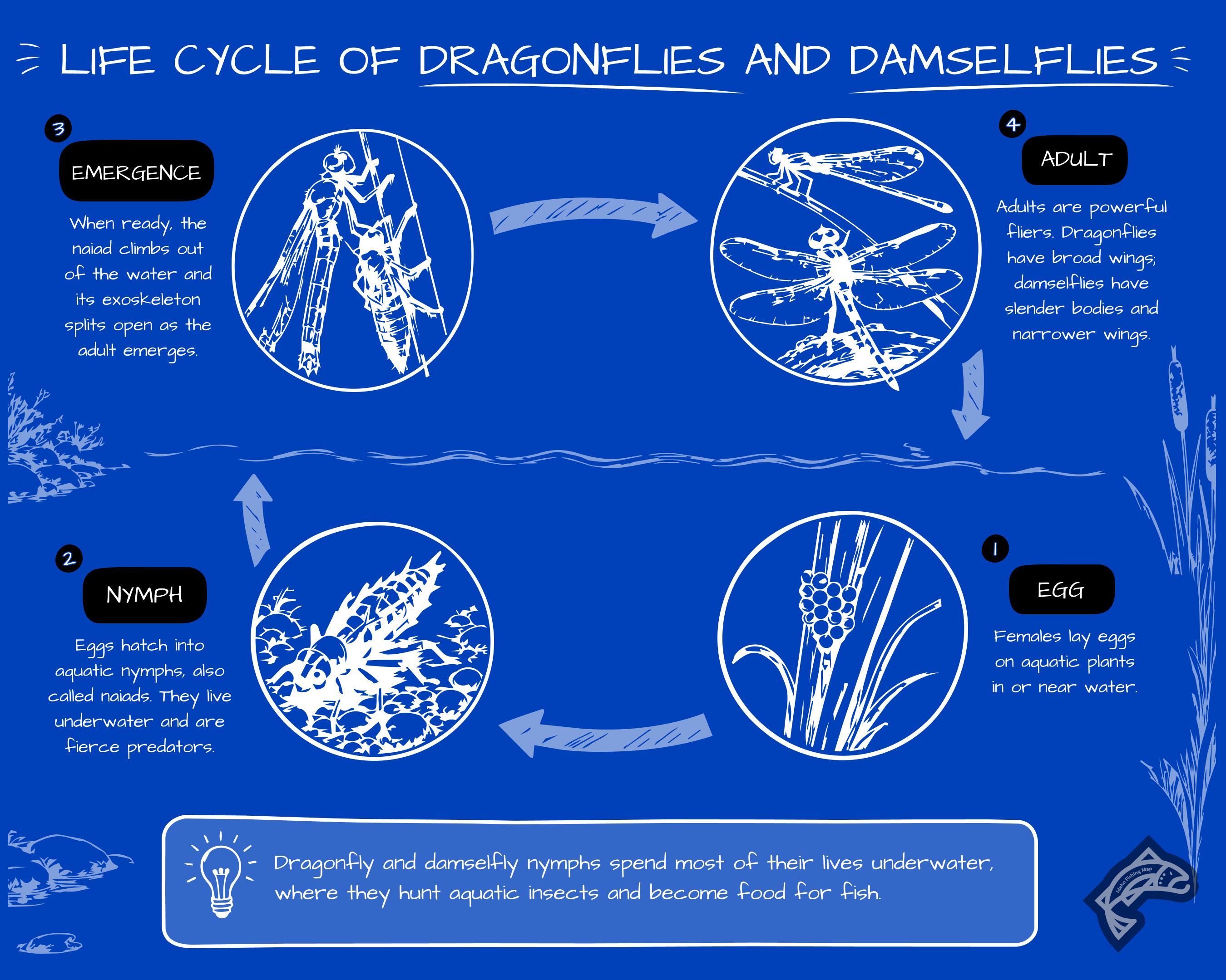 A life cycle diagram showing the four stages of dragonflies and damselflies.