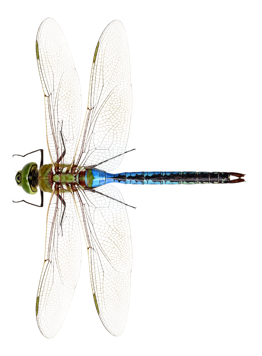 Dragonfly