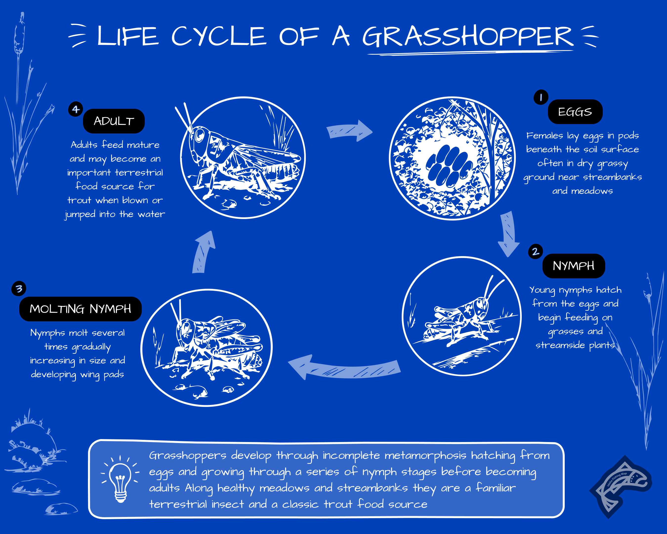 A life cycle diagram of a grasshopper.