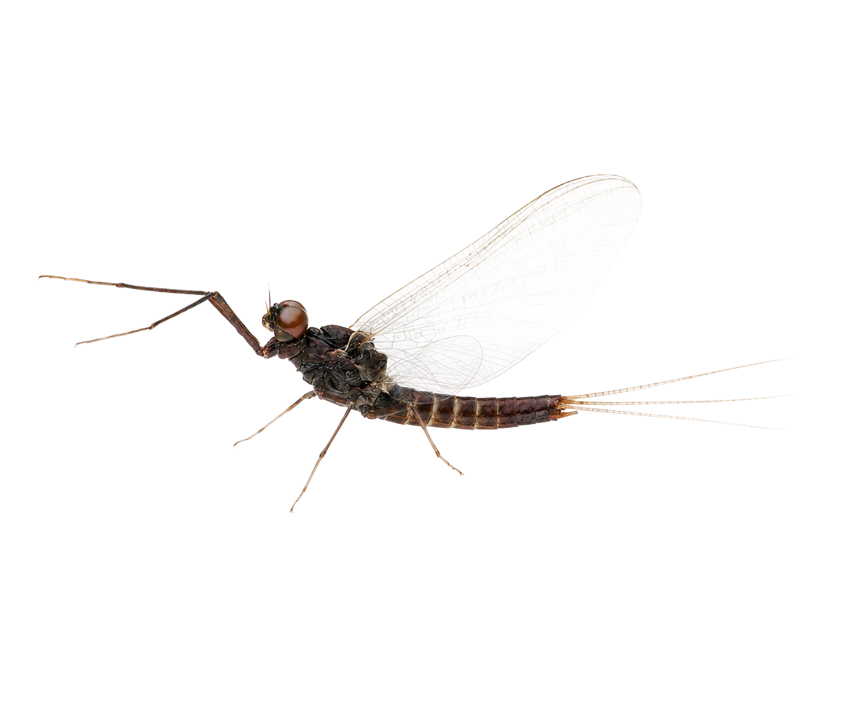 Mahogany Dun — Adult