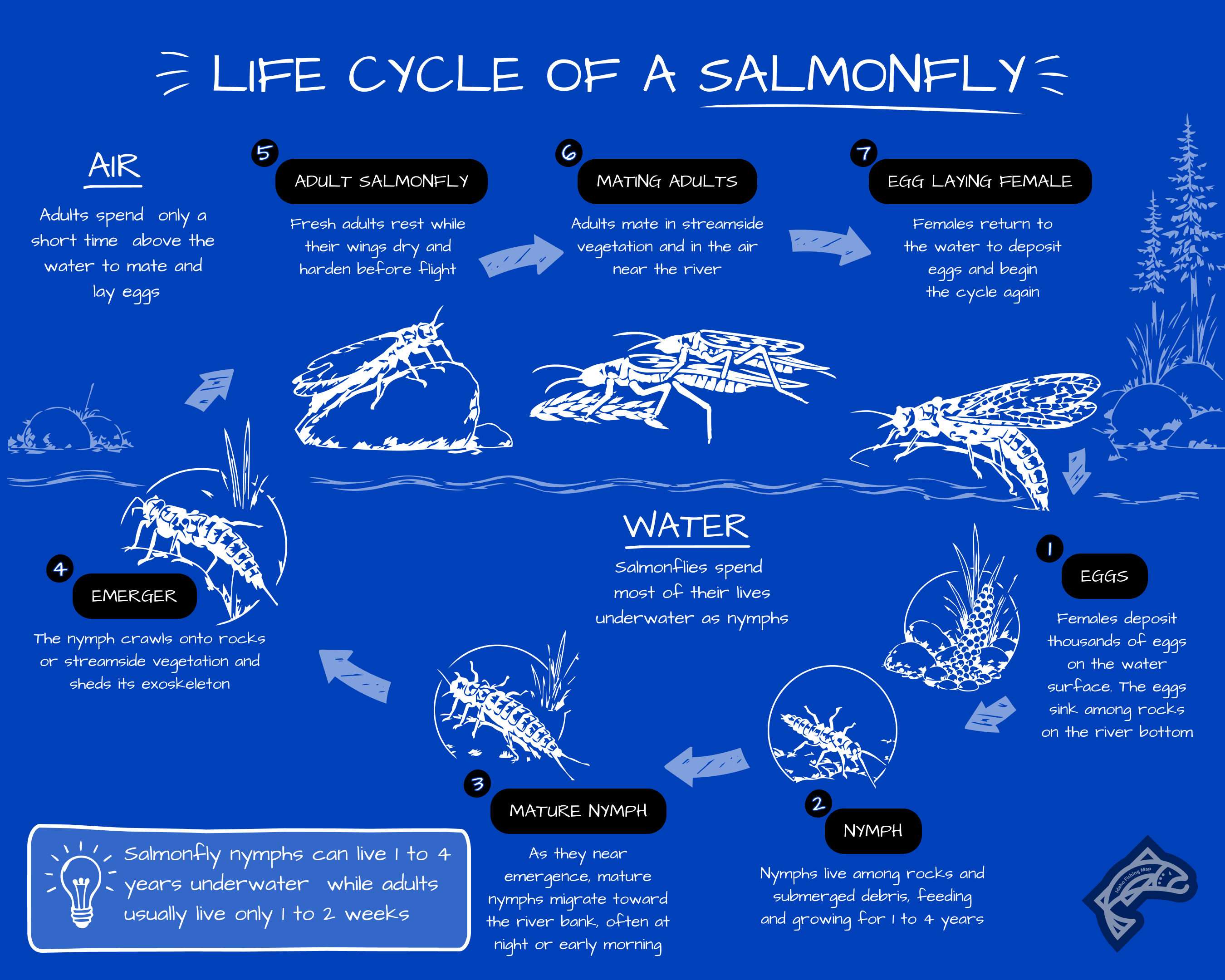 A life cycle diagram illustrating the stages of a Salmonfly.