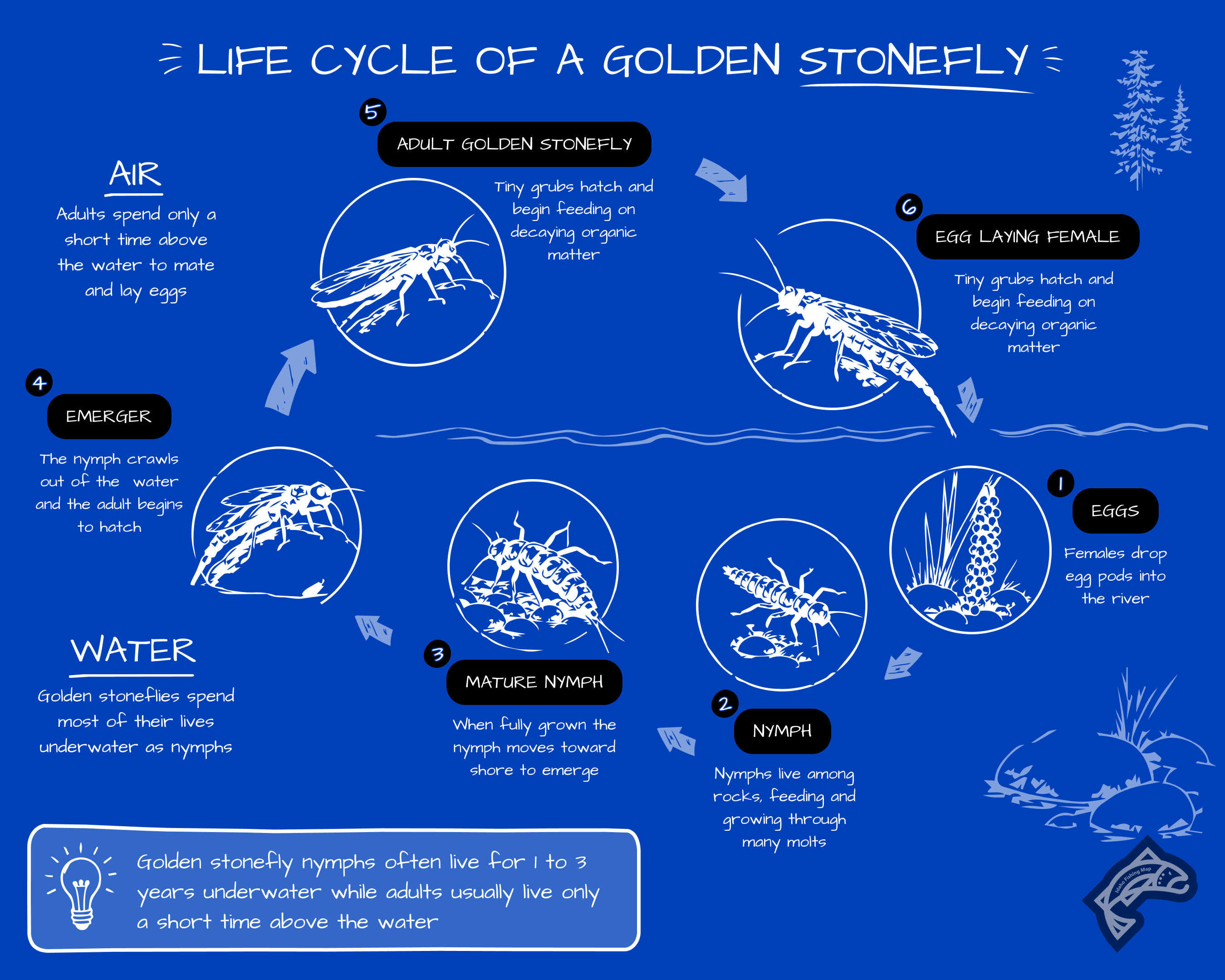 A life cycle diagram illustrating the stages of a Skwala stonefly, from egg to mature adult.
