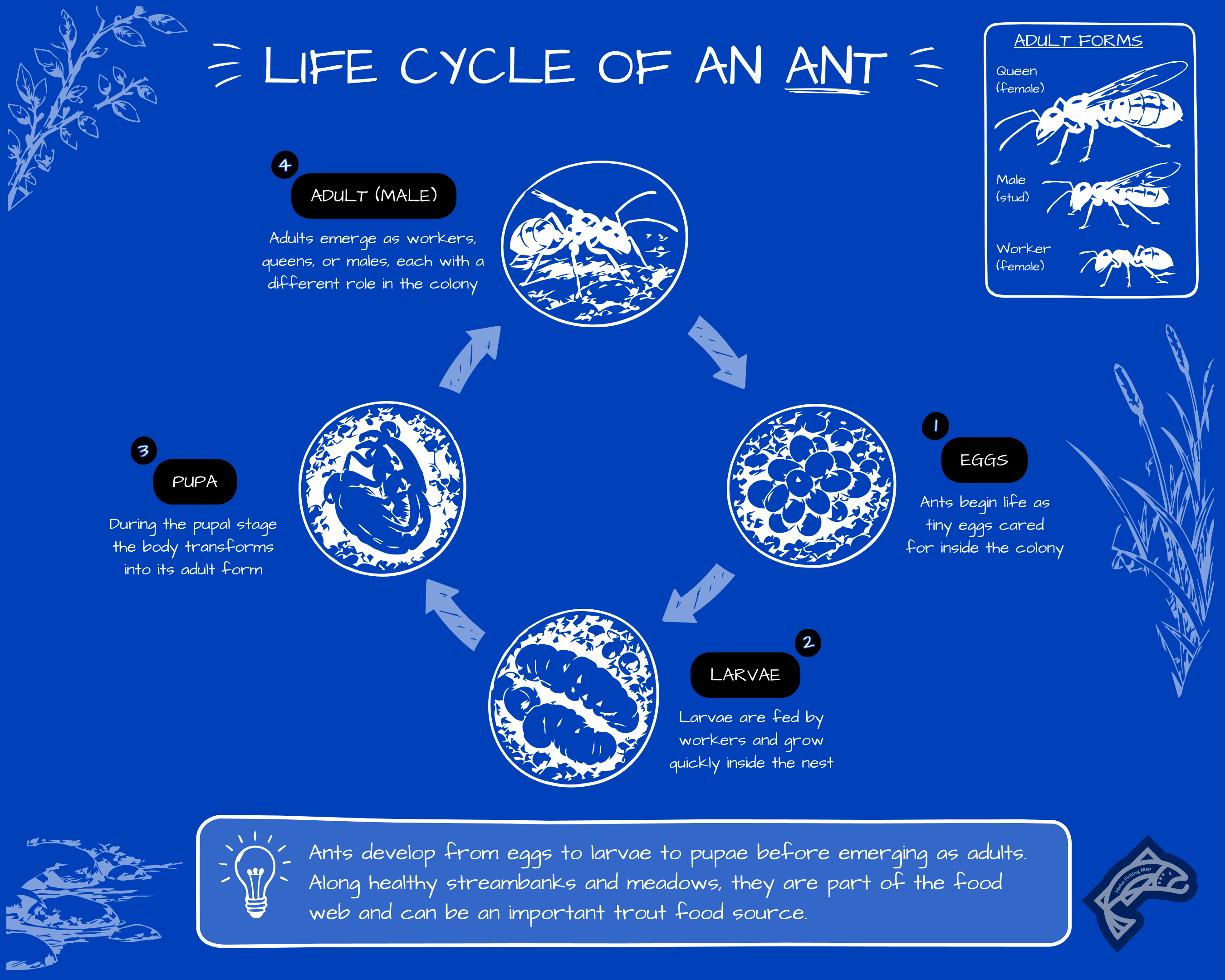 An ant life cycle diagram showing egg, larvae, pupa, and adult stages.