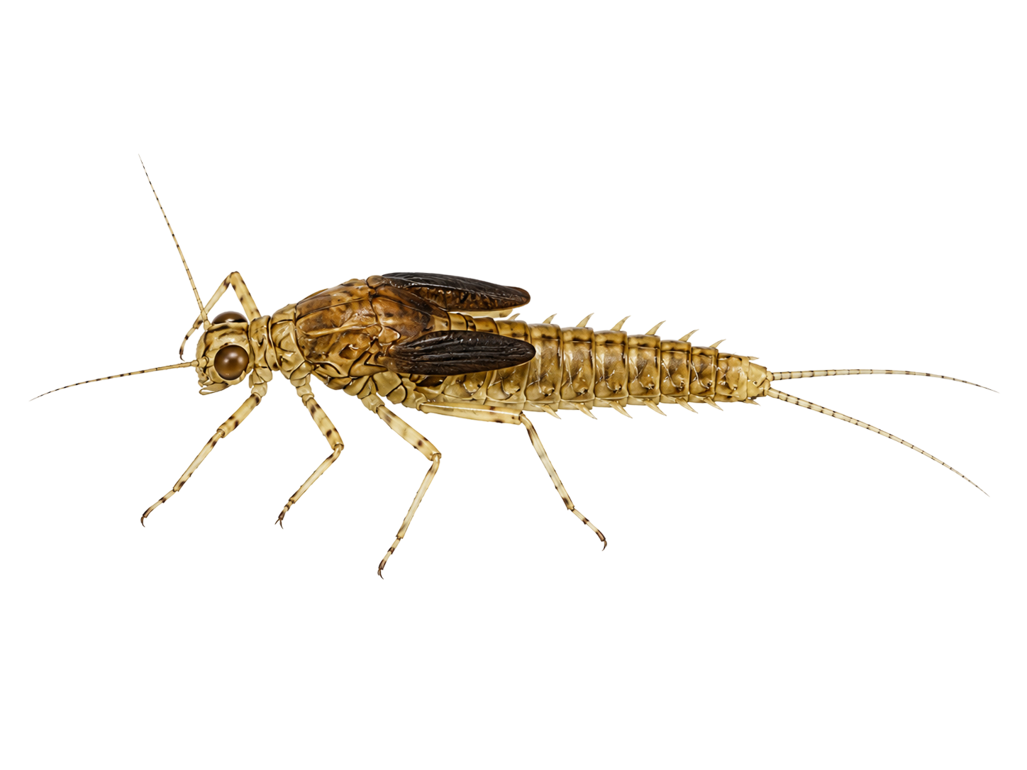 Blue-winged Olive — Nymph