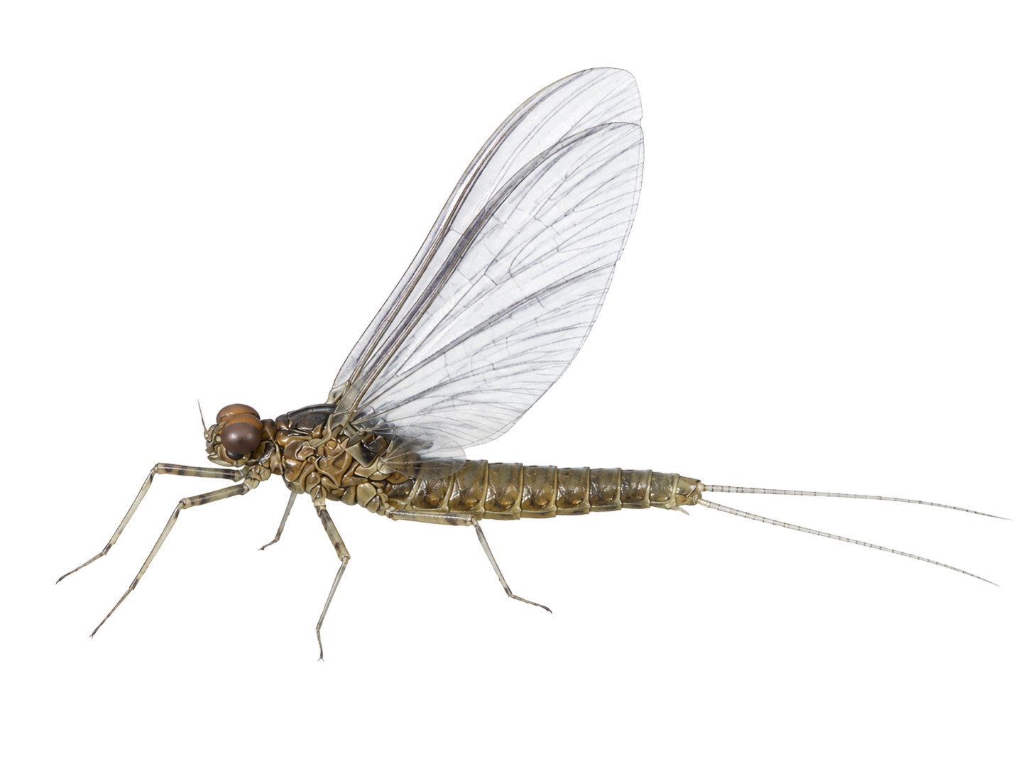 Blue-winged Olive — Adult