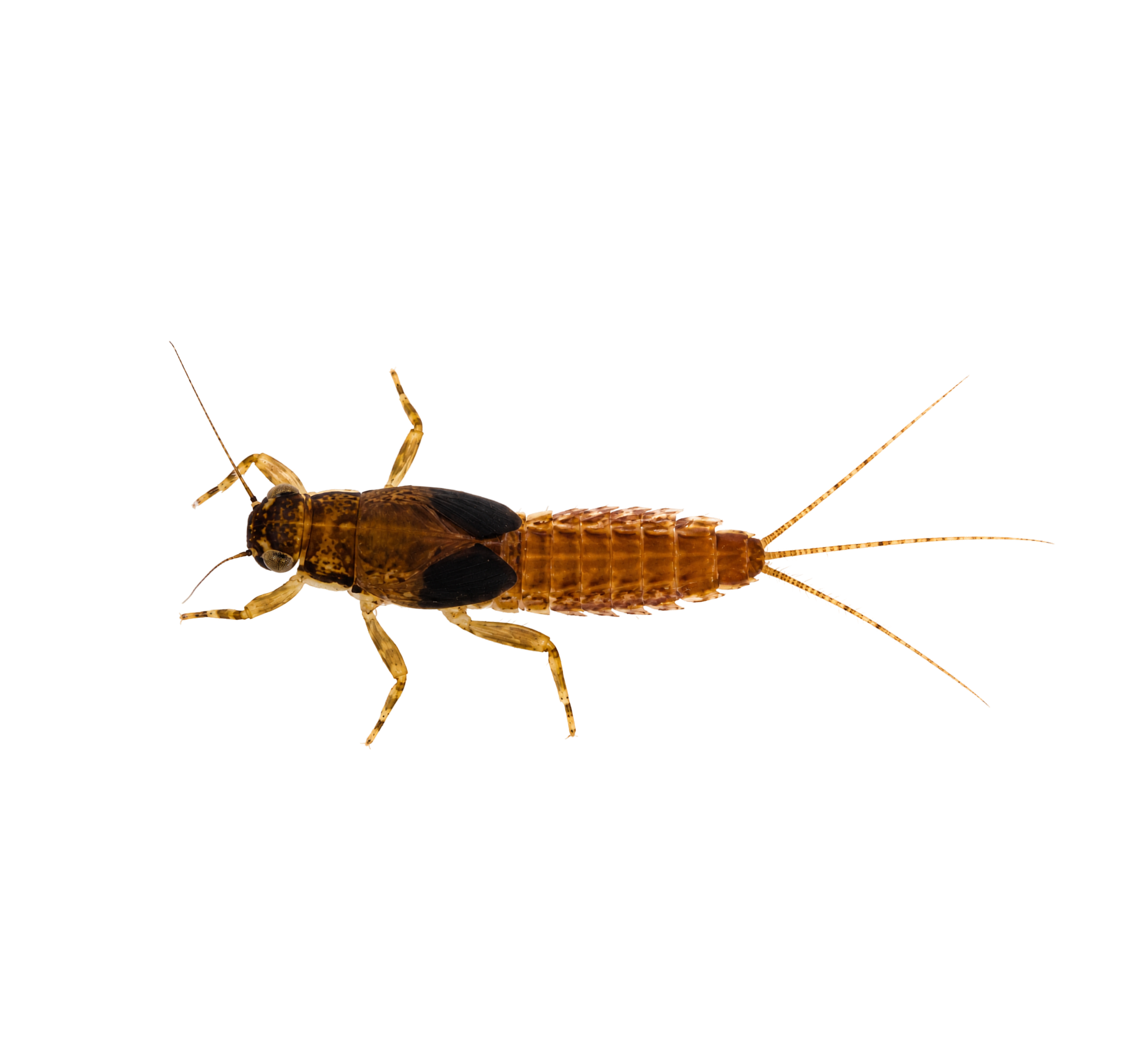 Pale Morning Dun — Nymph