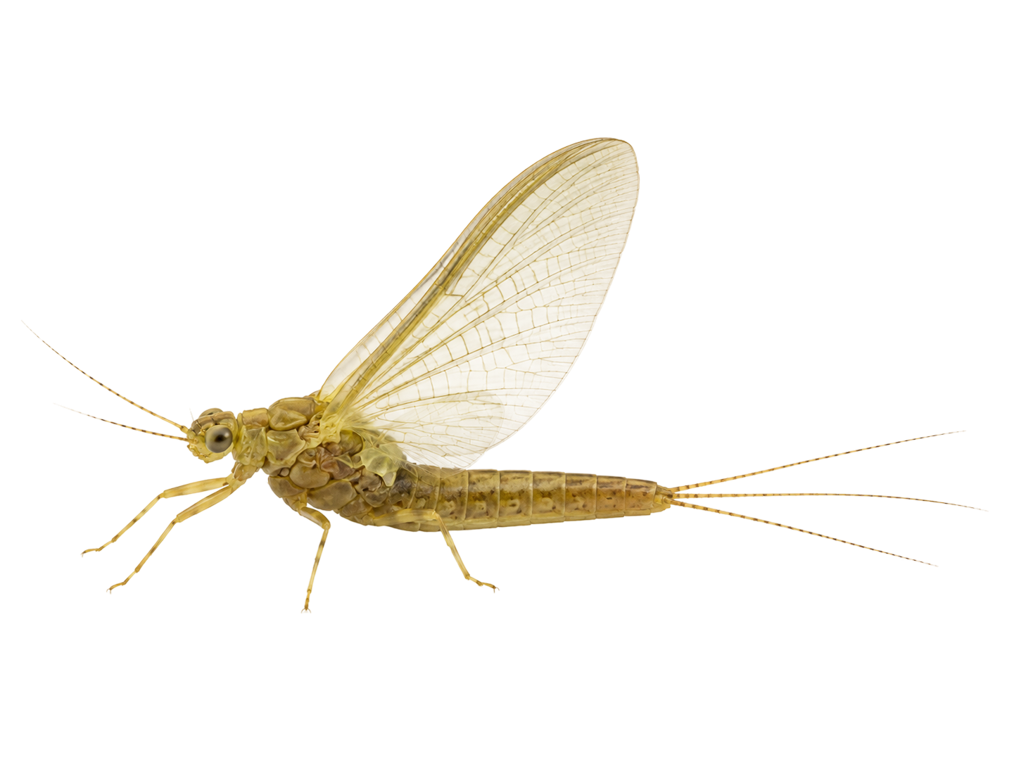 Pale Morning Dun — Adult