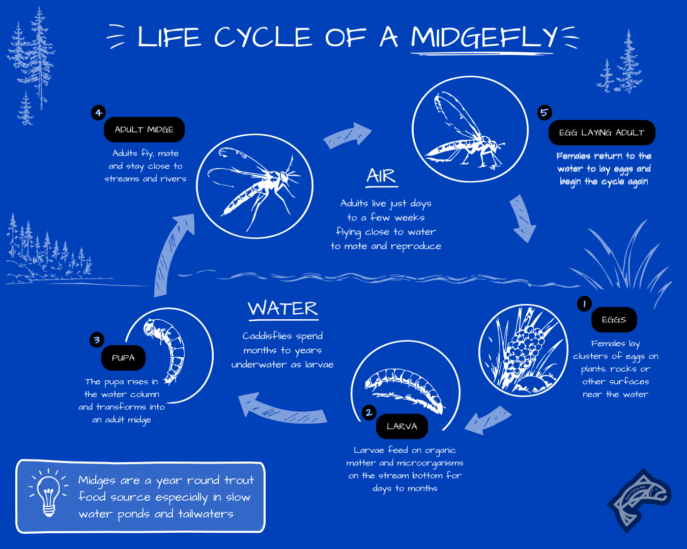 A diagram illustrating the life cycle of a midgefly.