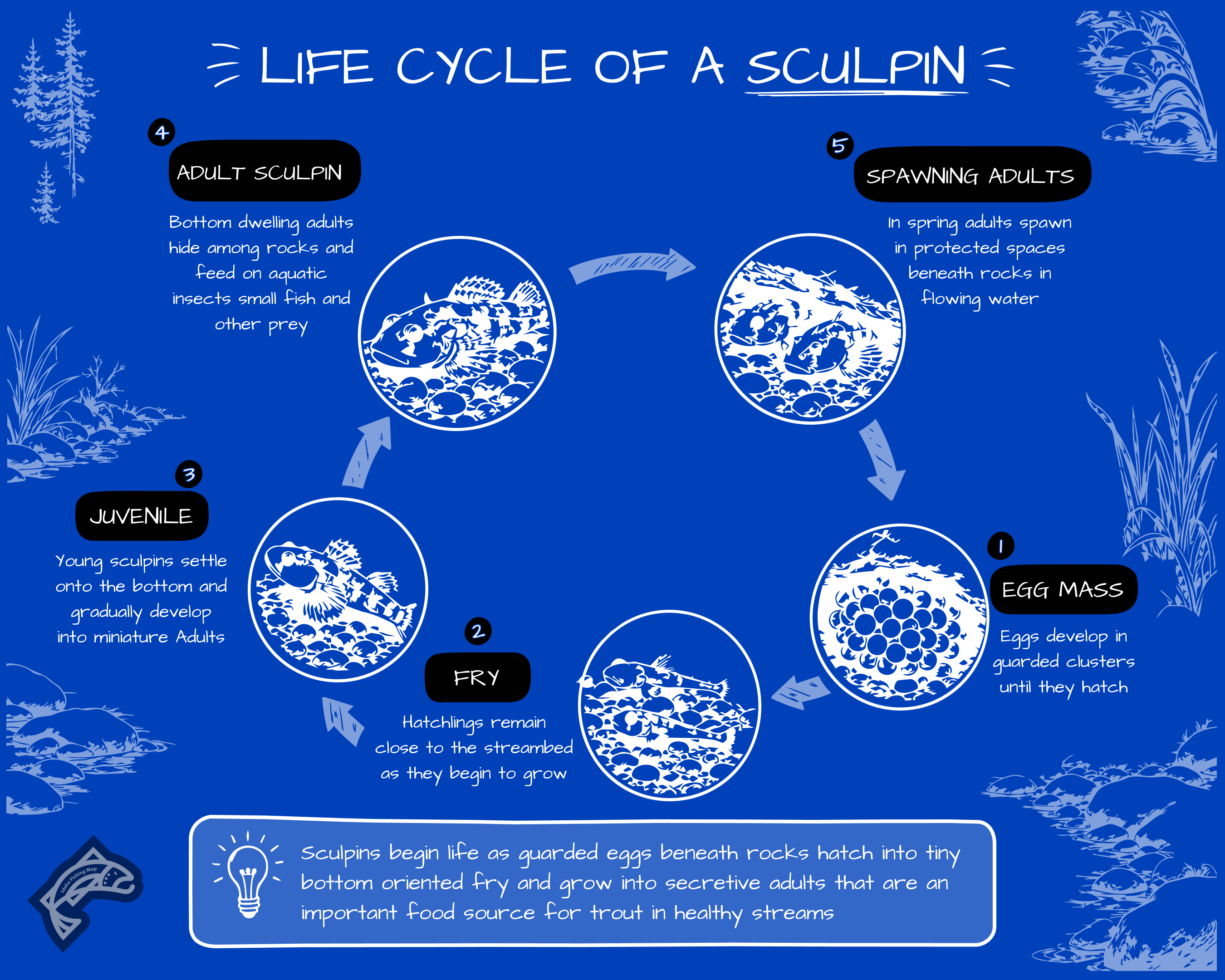 Life cycle diagram of a Sculpin fish, showing stages from egg to spawning adult.