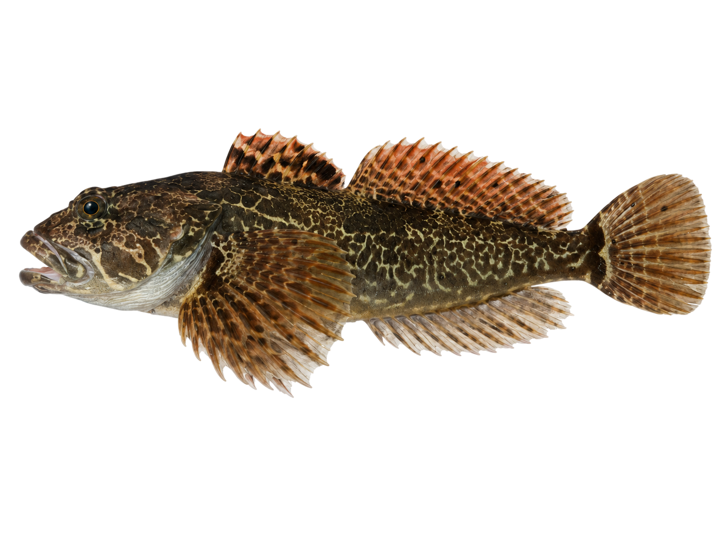 Sculpin — Variant Two