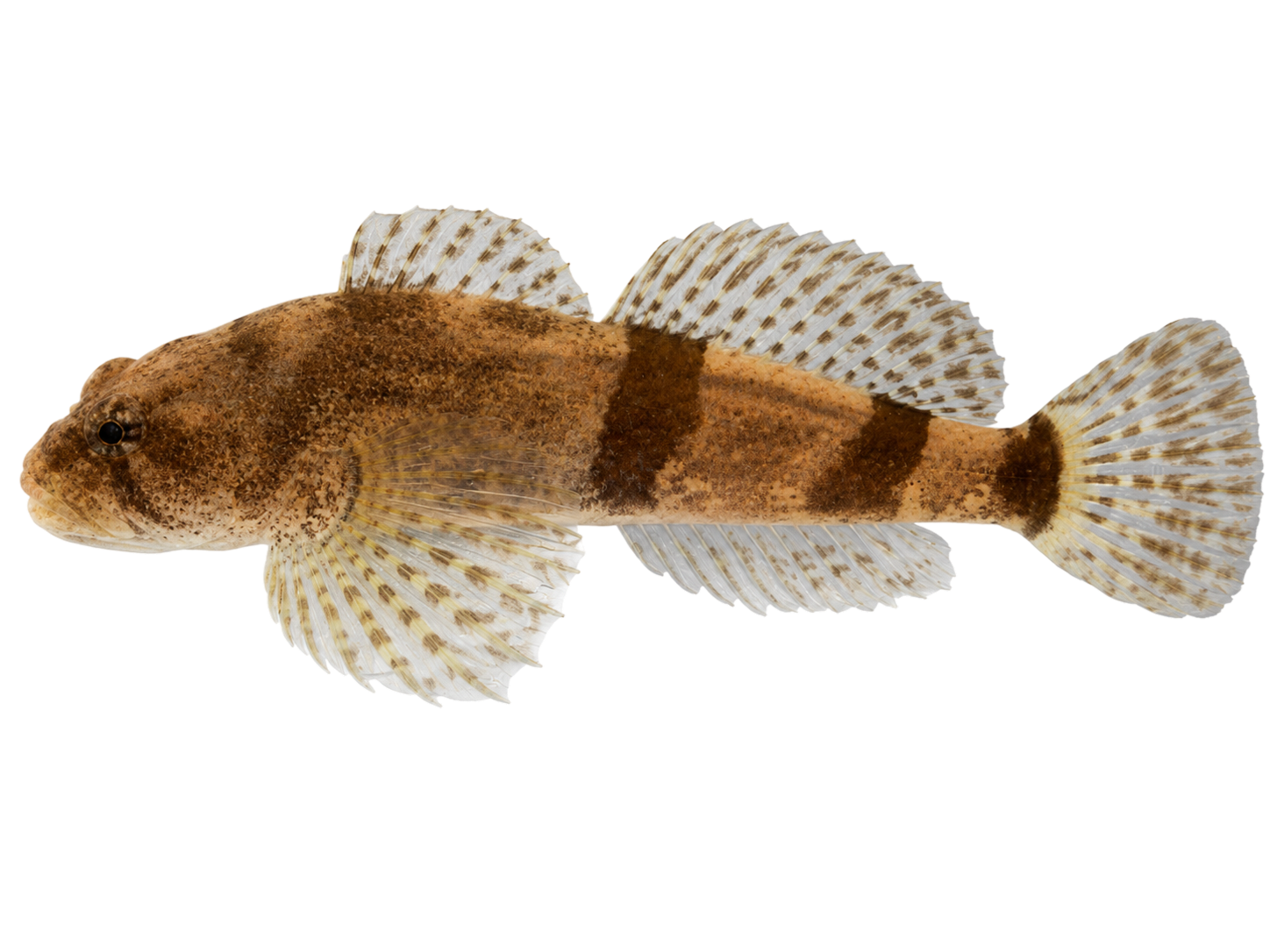Sculpin — Variant Three