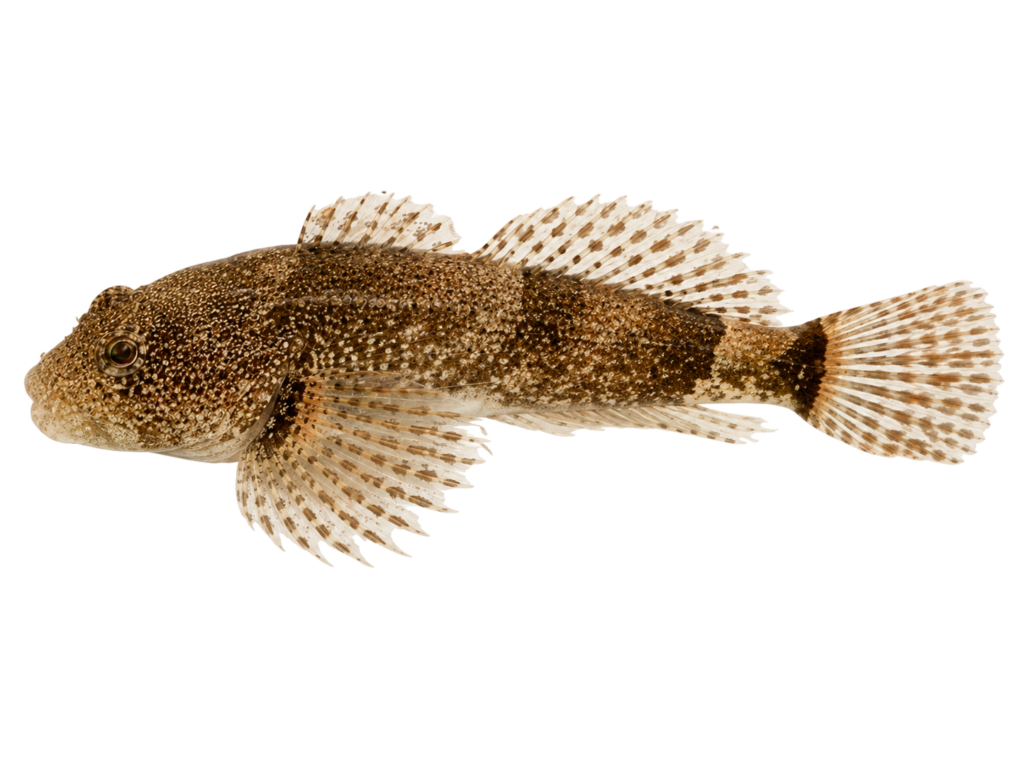 Sculpin — Variant Four
