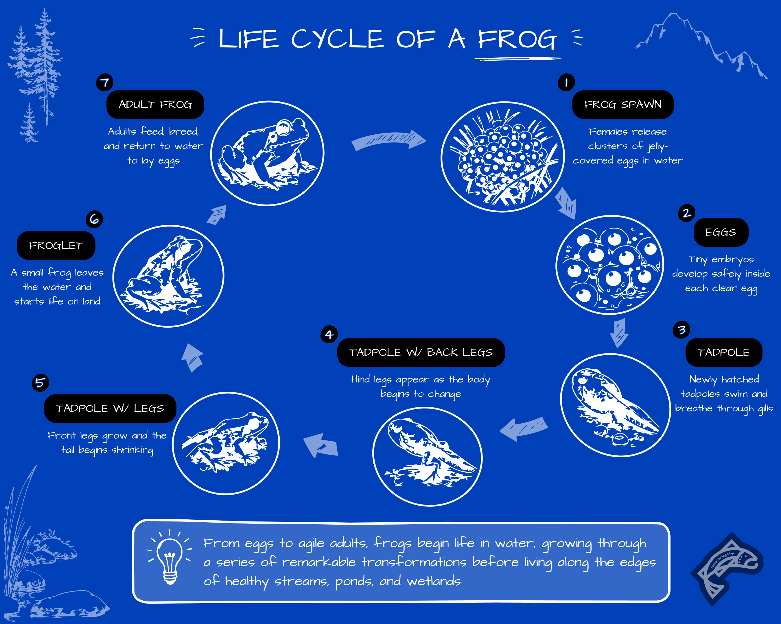 Life cycle diagram showing the seven stages of a frog's development.