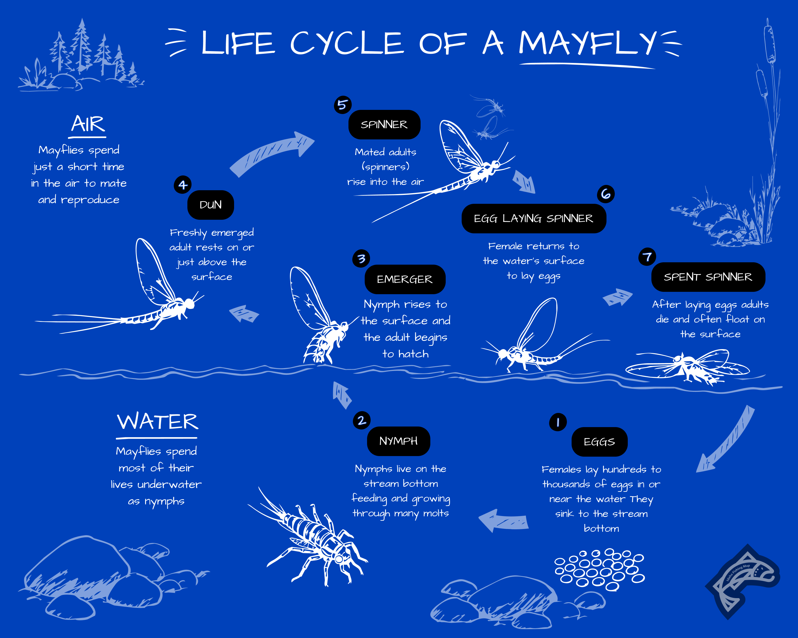 A life cycle diagram for the Hecuba mayfly shows its stages from egg to spent spinner.