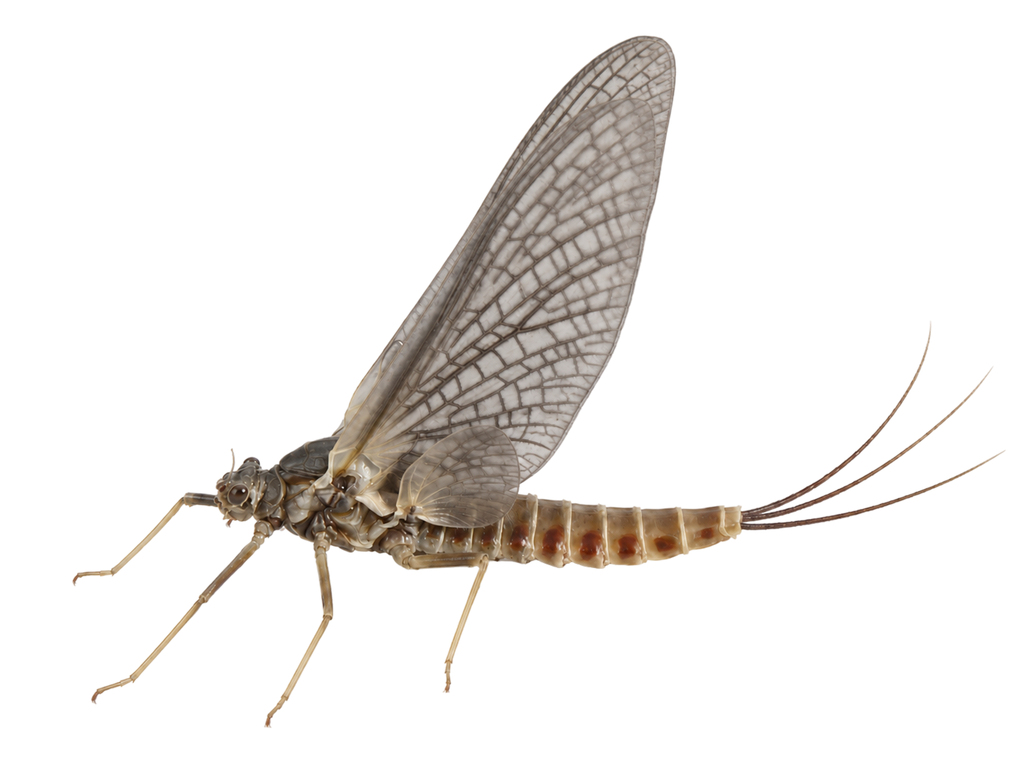 Hecuba — Adult