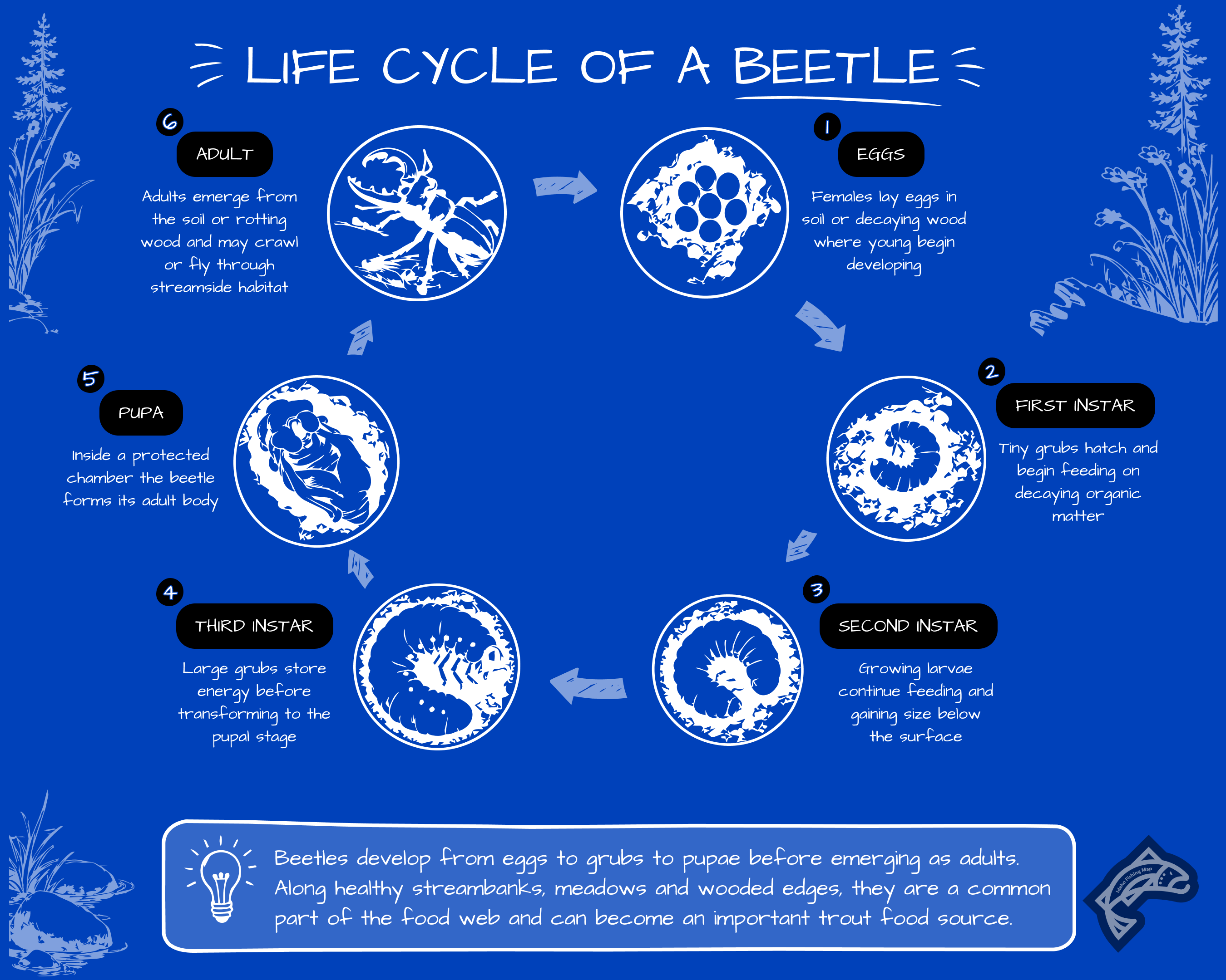 A life cycle diagram for a beetle.