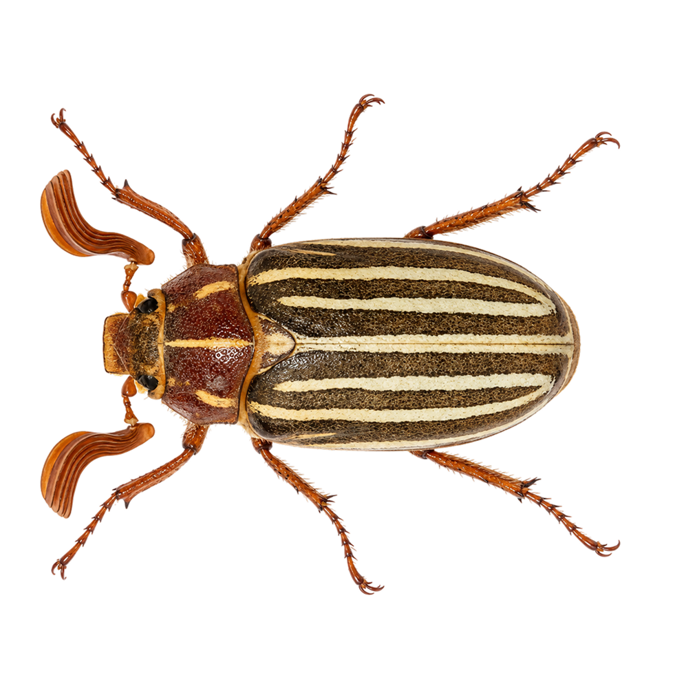 Beetle — Variant One