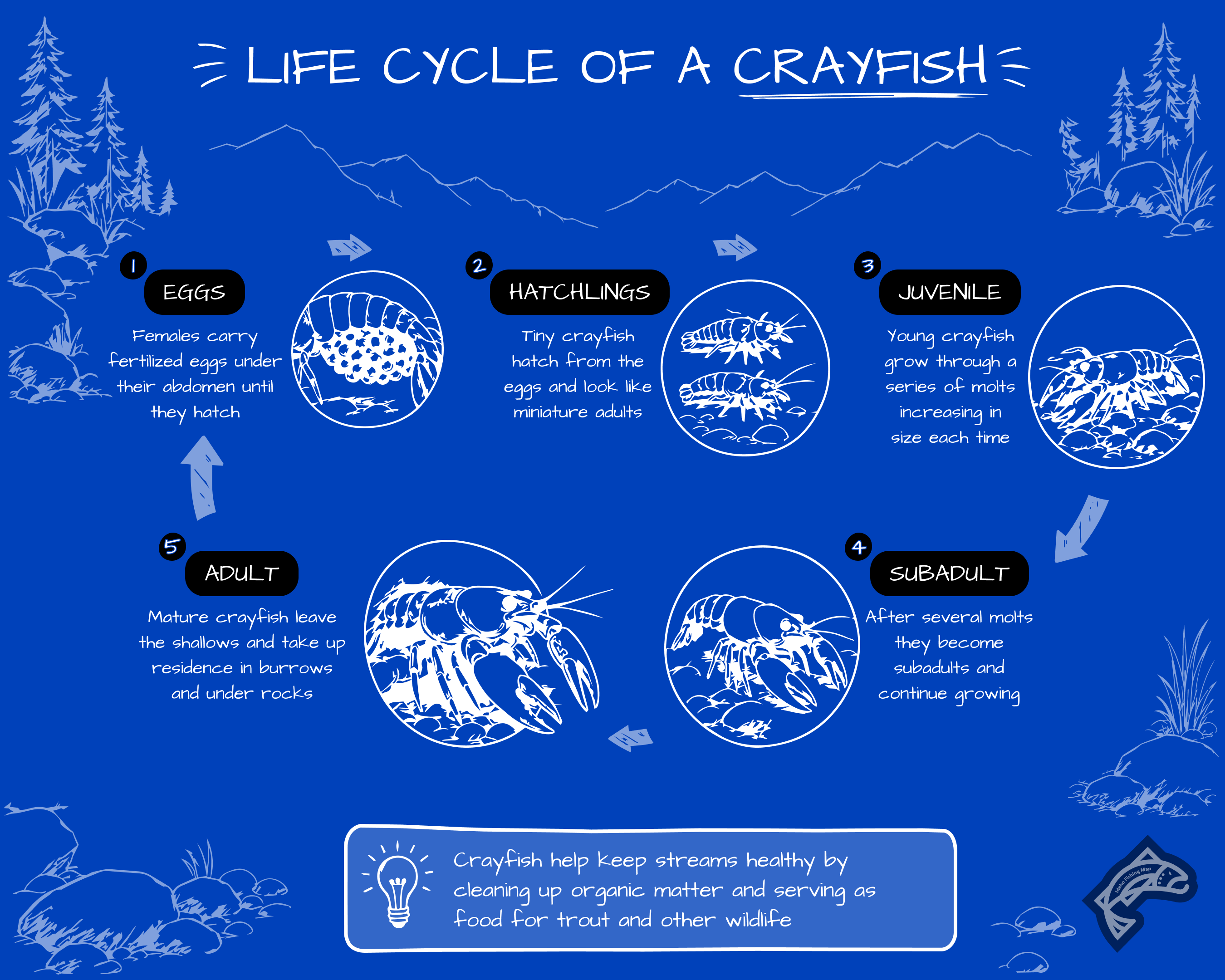 A life cycle diagram of a crayfish.