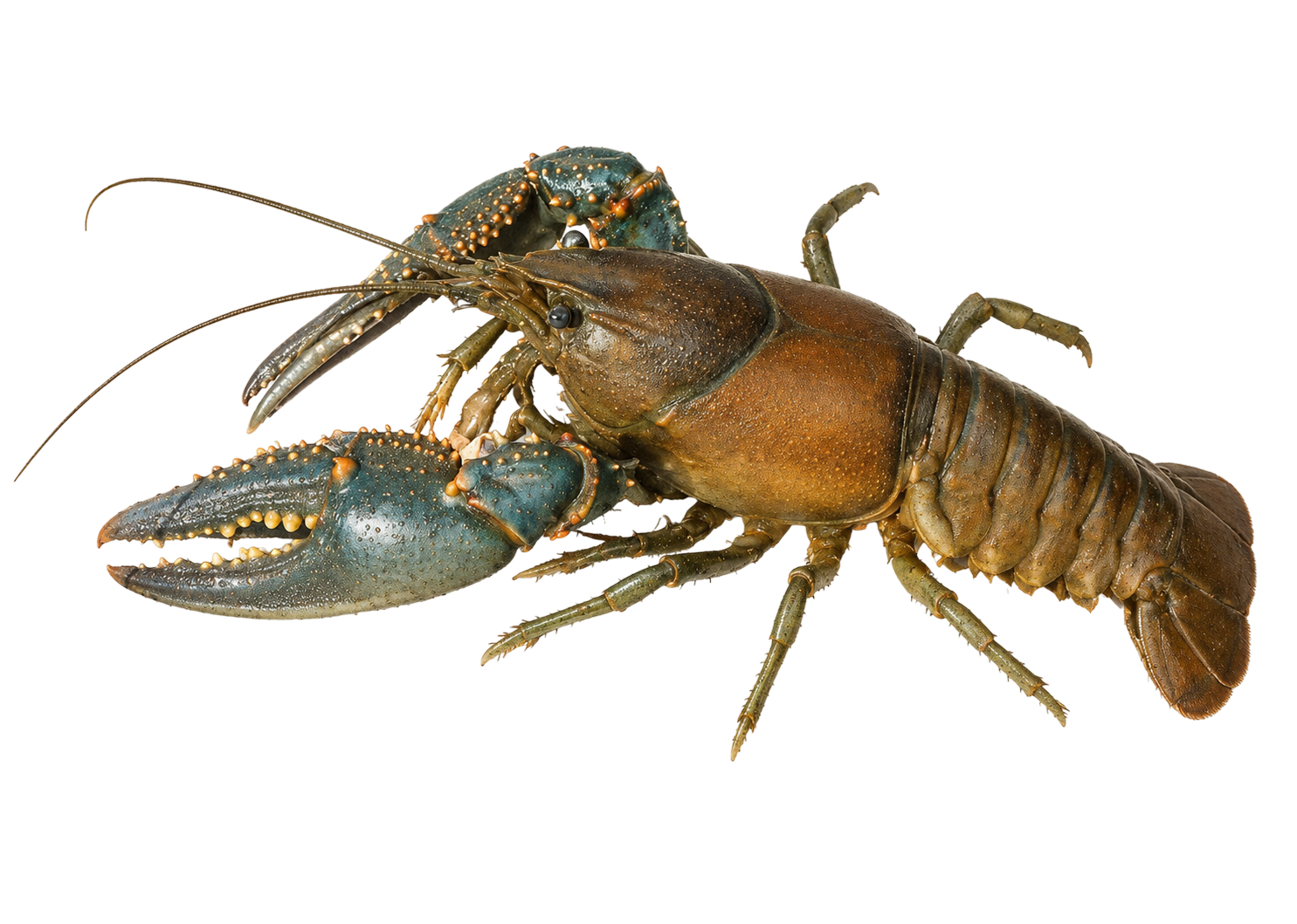 Crayfish — Virile