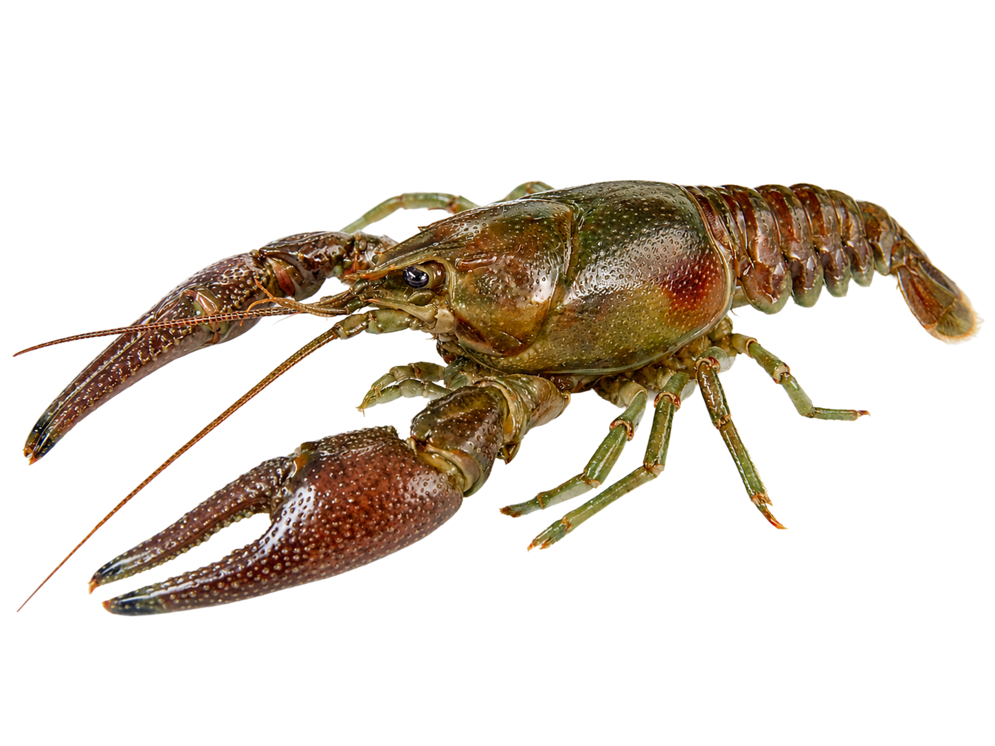 Crayfish — Rusty