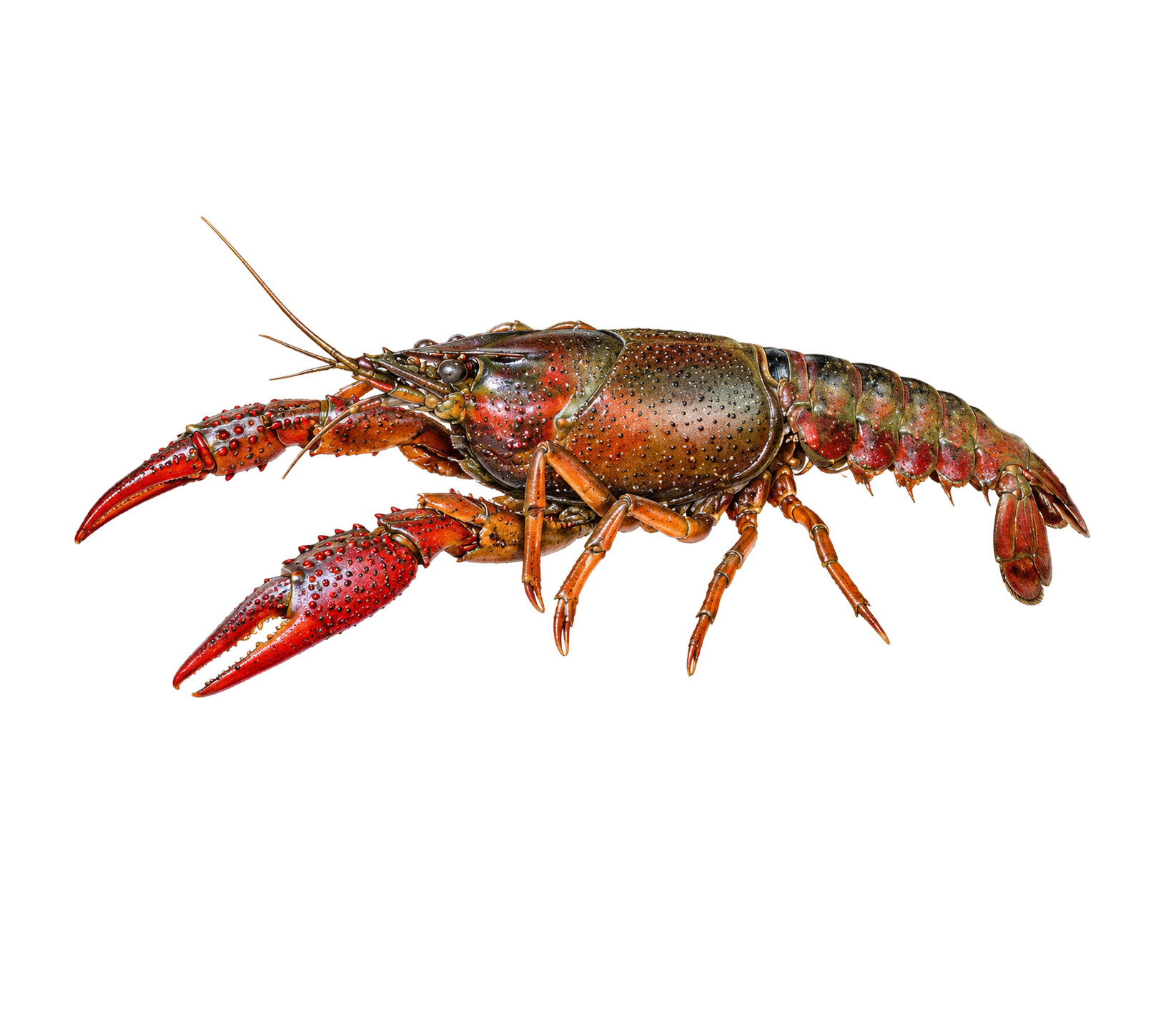 Crayfish — Red Swamp