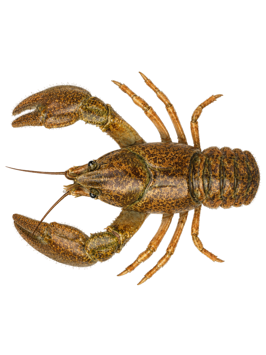 Crayfish — Pilose