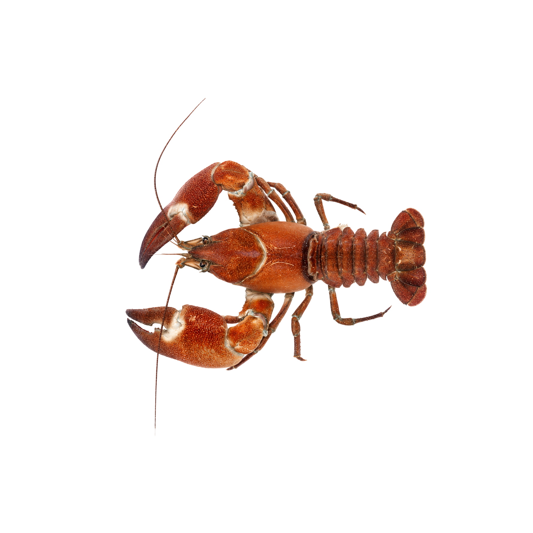 Crayfish — Signal