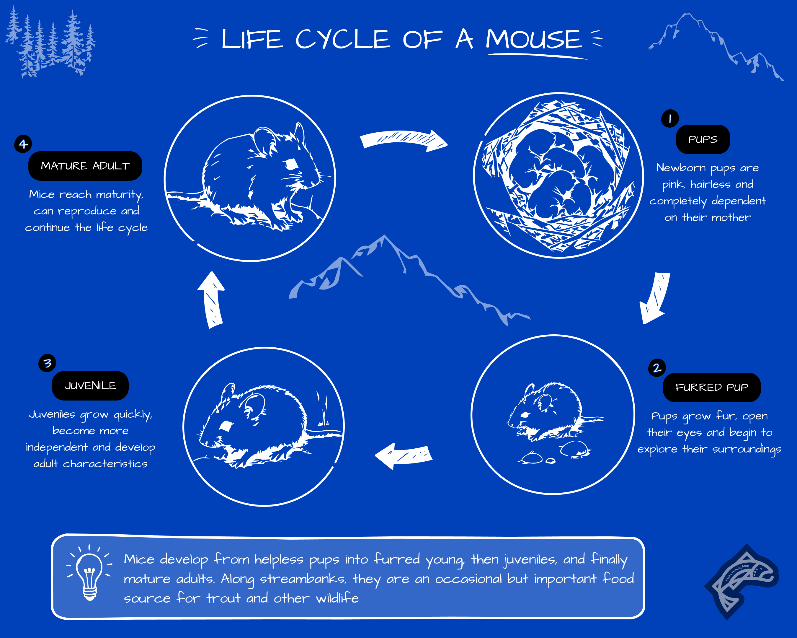 A life cycle diagram showing the developmental stages of a mouse.