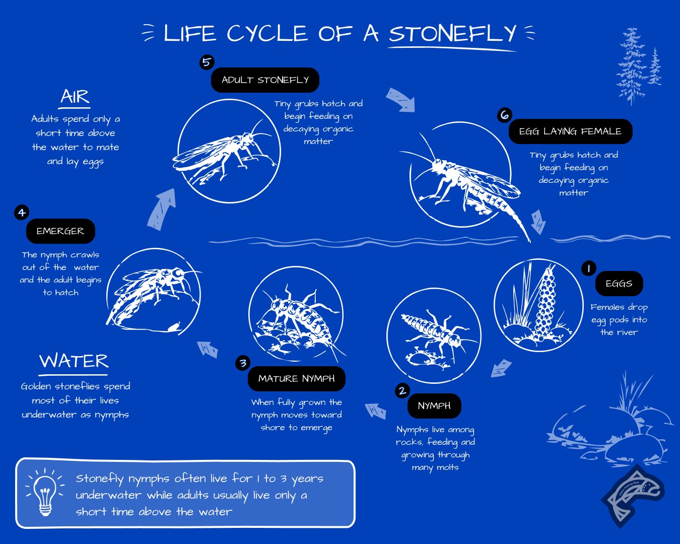 A life cycle diagram for the Yellow Sally stonefly.
