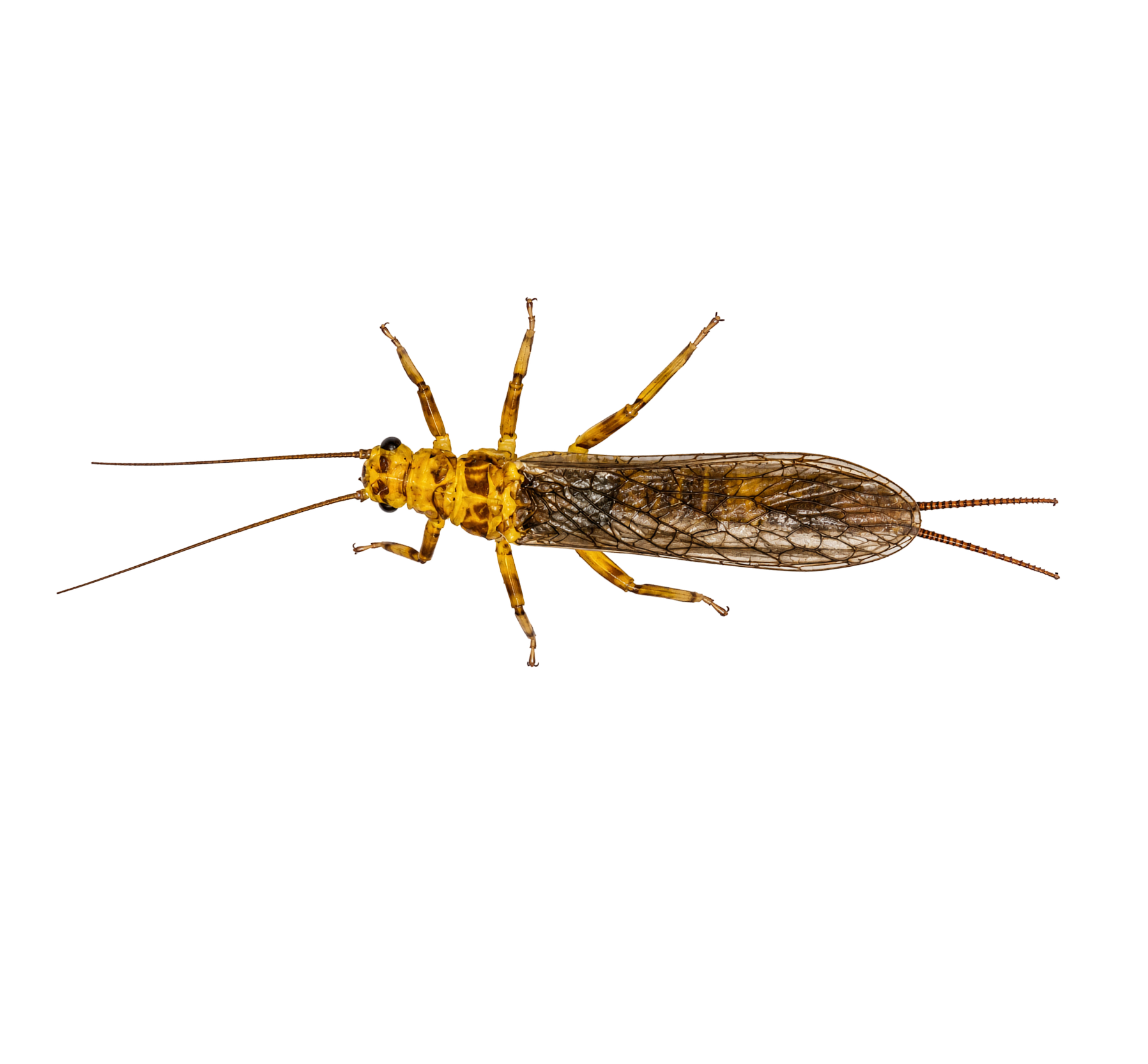Yellow Sally — Adult