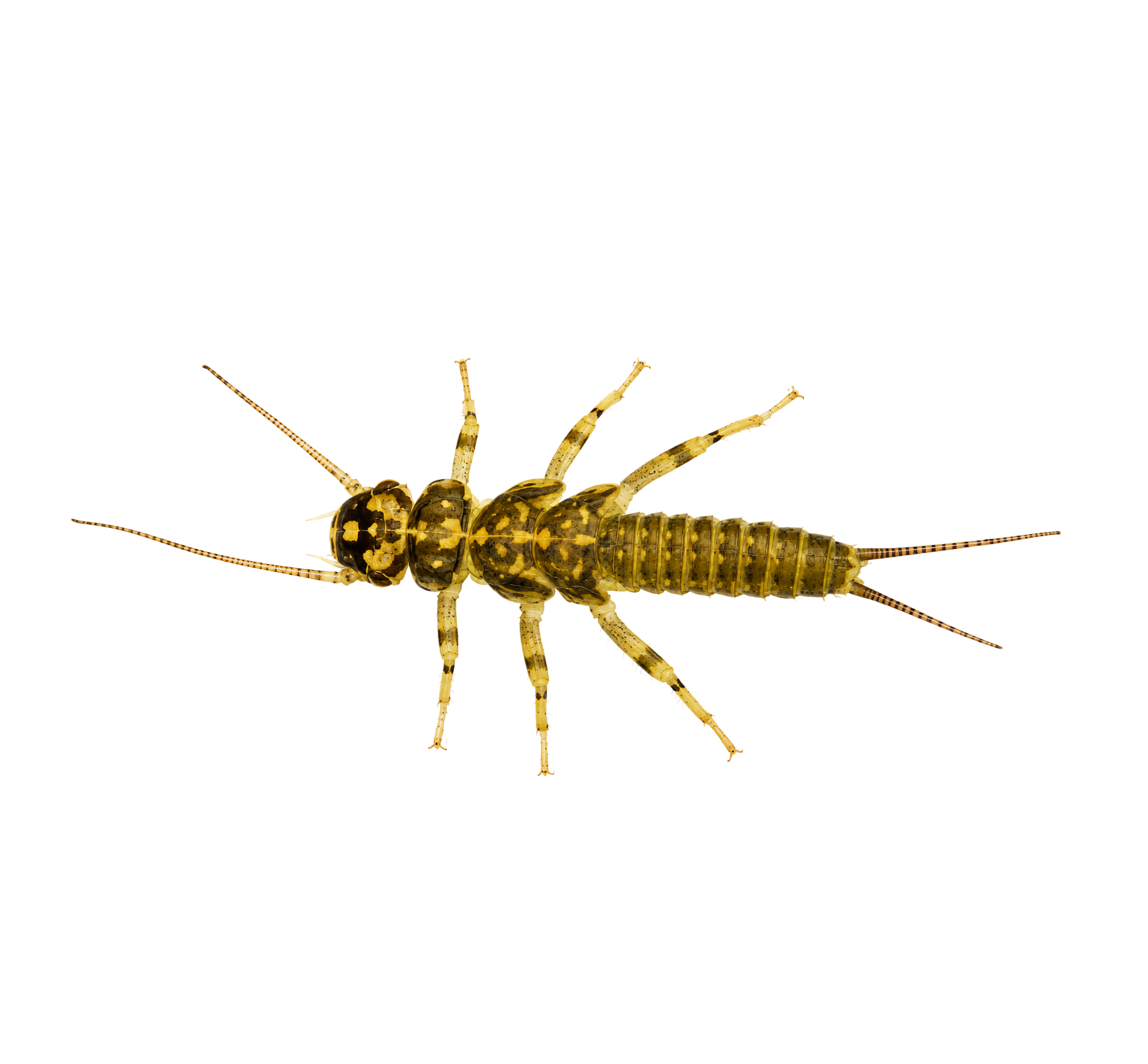 Yellow Sally — Nymph