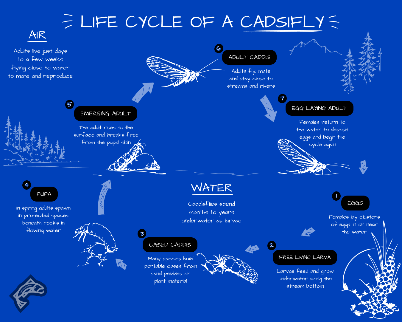 A life cycle diagram illustrating the stages of an October Caddis.