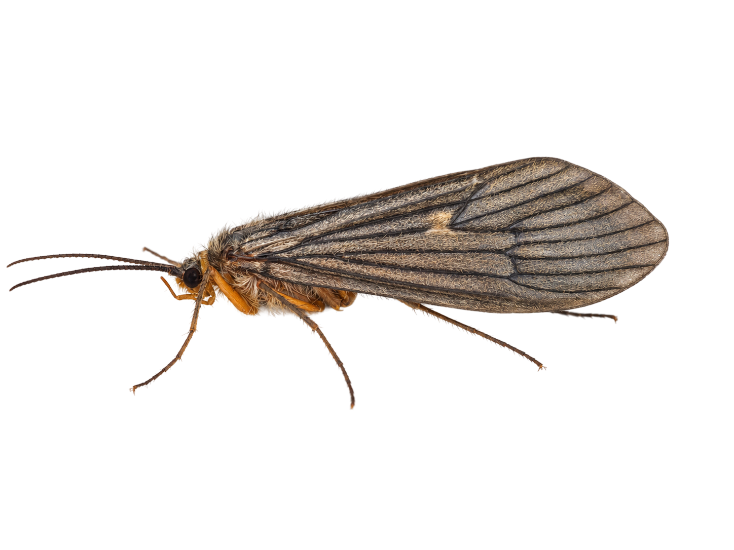 October Caddis — Adult
