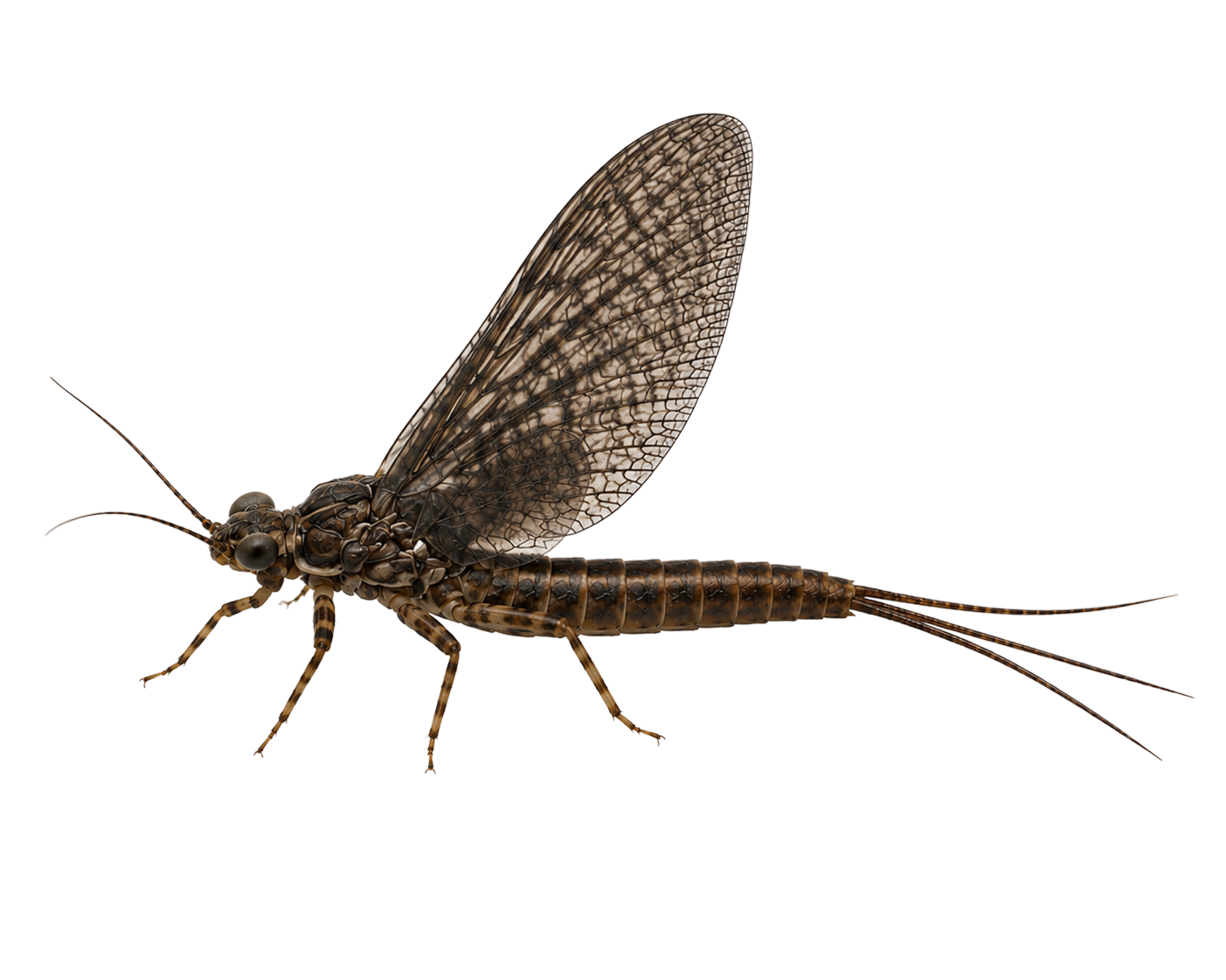 March Brown — Adult