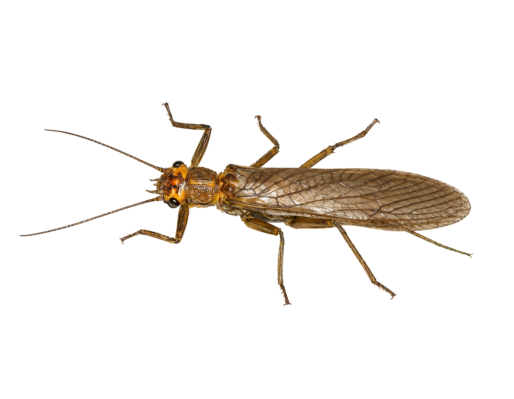 Golden Stonefly — Adult