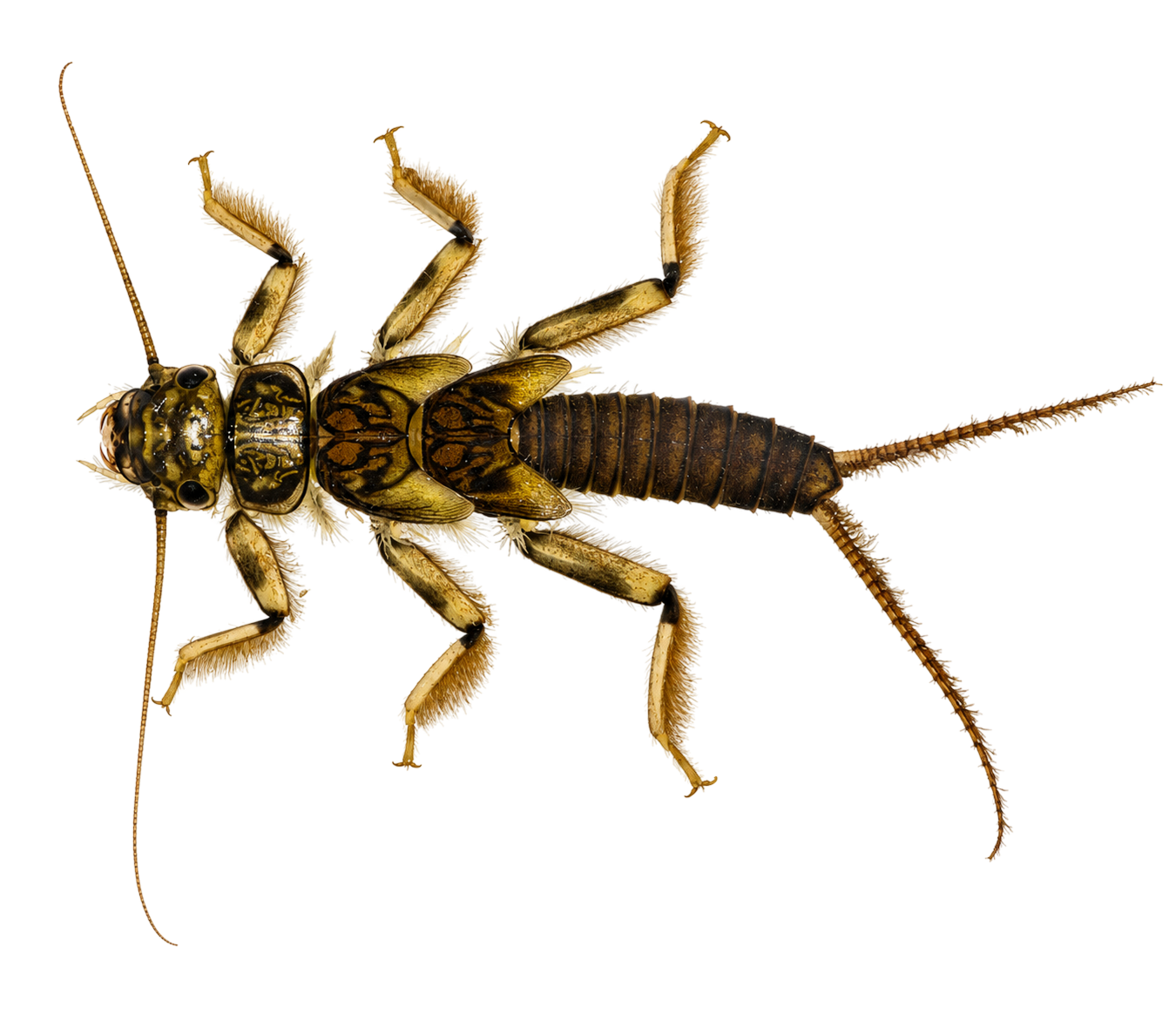 Golden Stonefly — Nymph