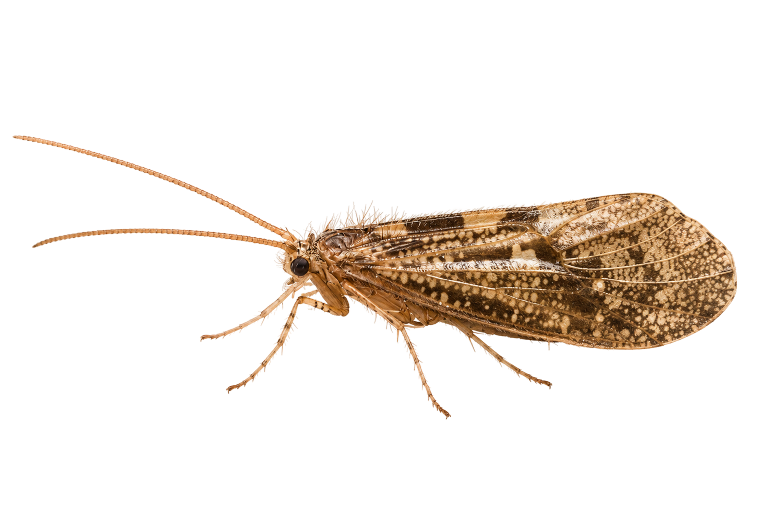 Caddis — Adult