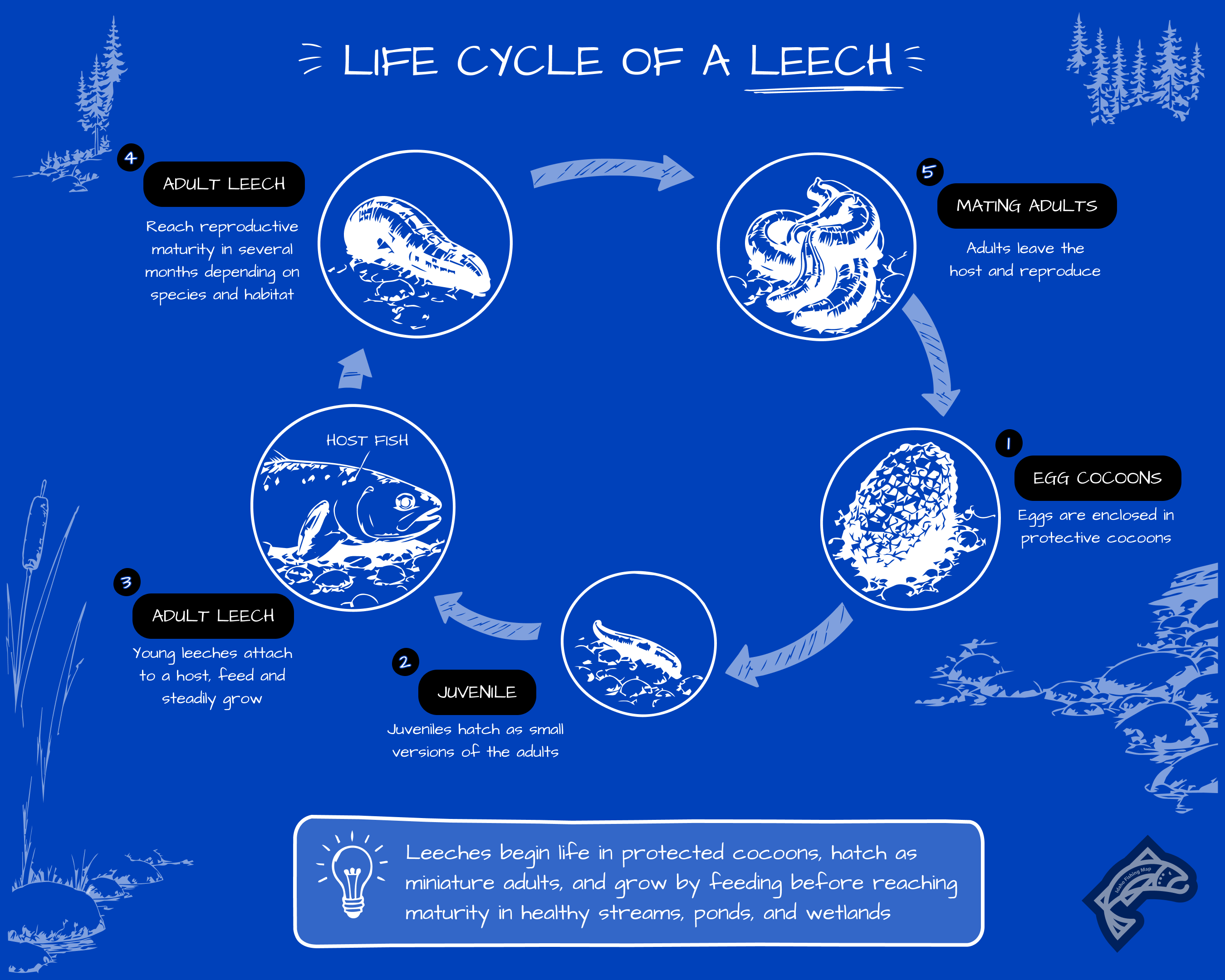 Life cycle of a leech diagram.