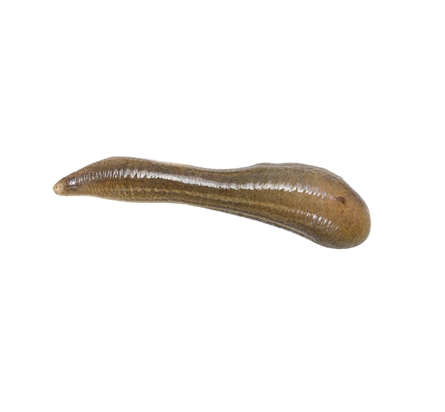 Leech