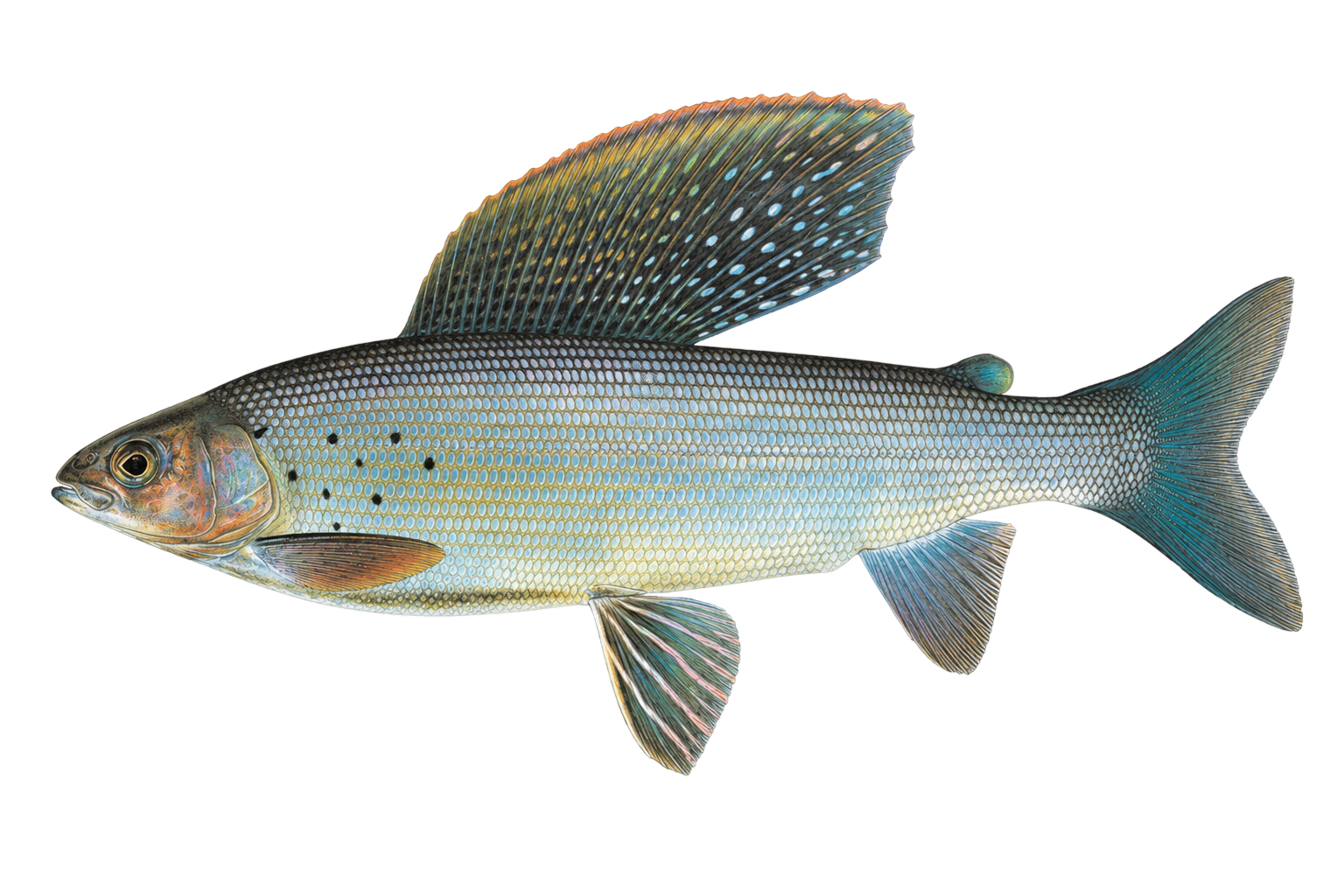Arctic Grayling — fish species profile