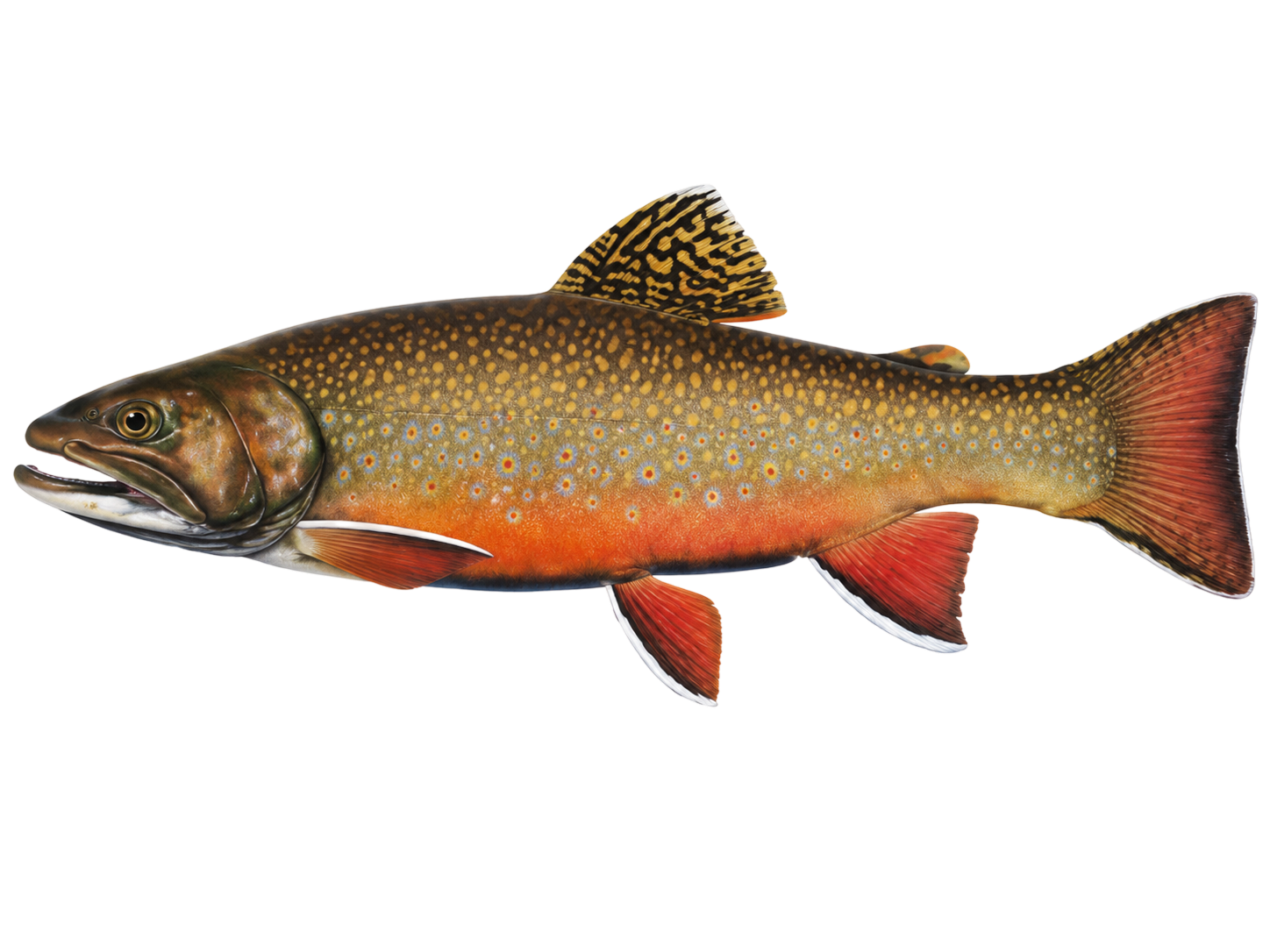 Brook Trout