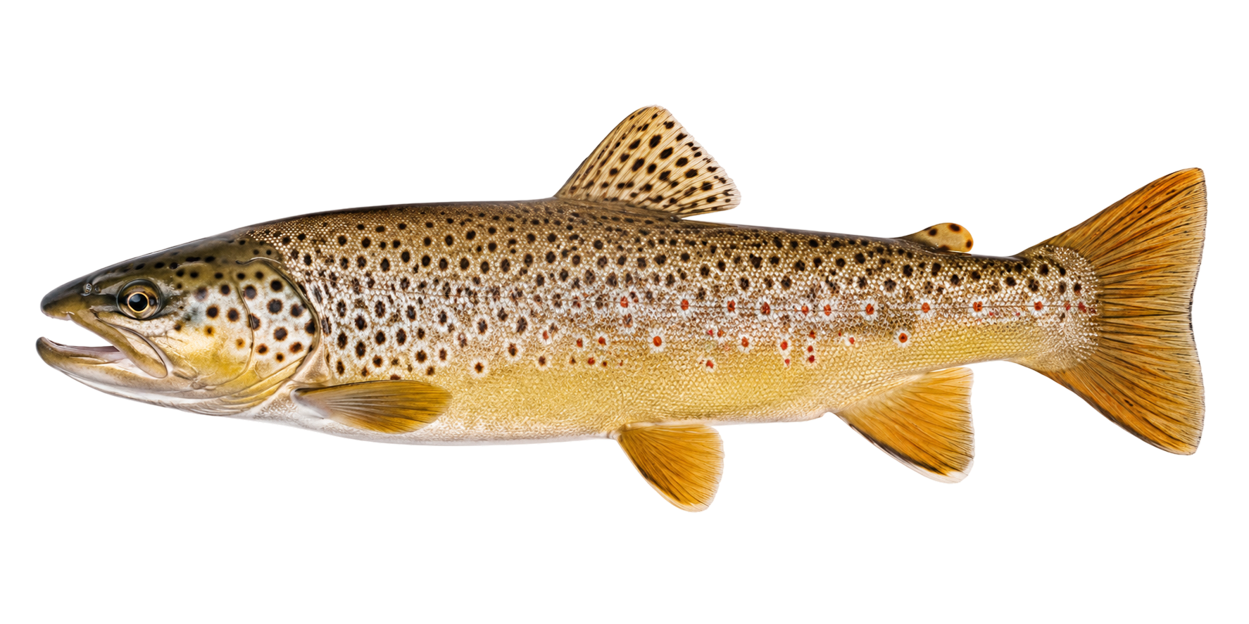 Brown Trout