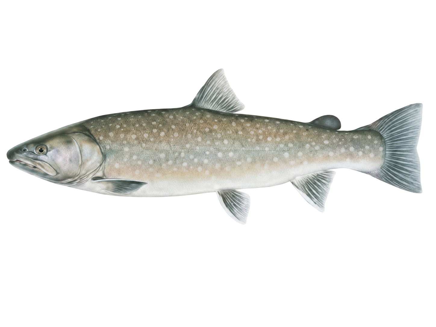 Bull Trout