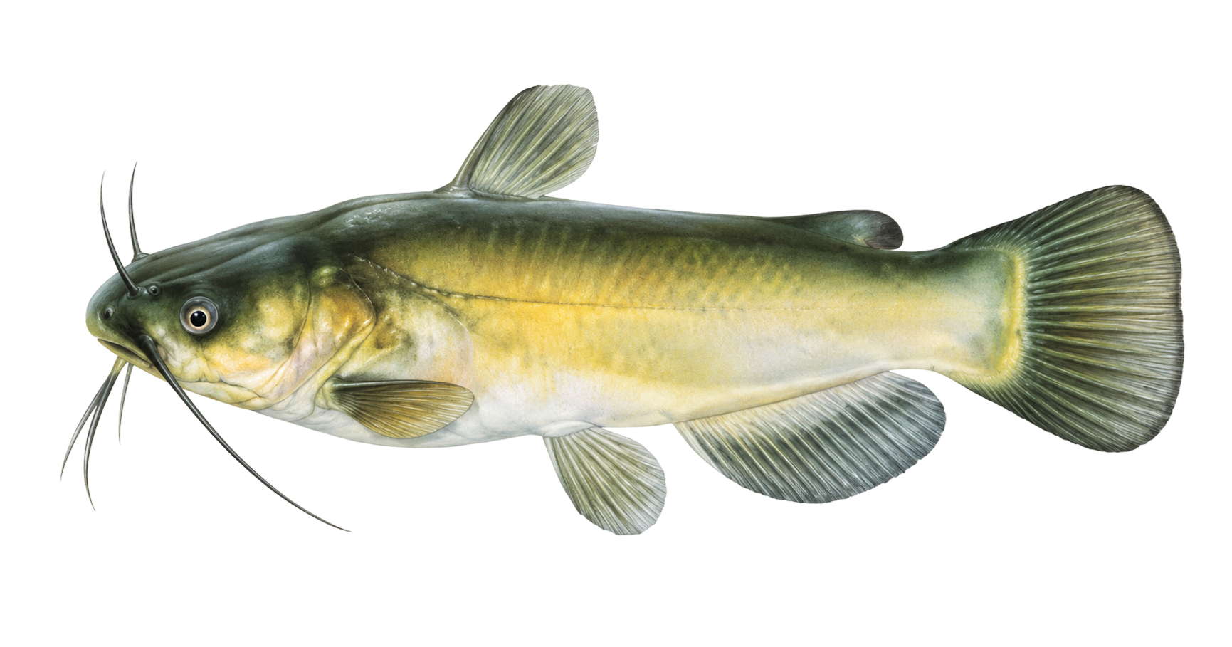 Bullhead Catfish