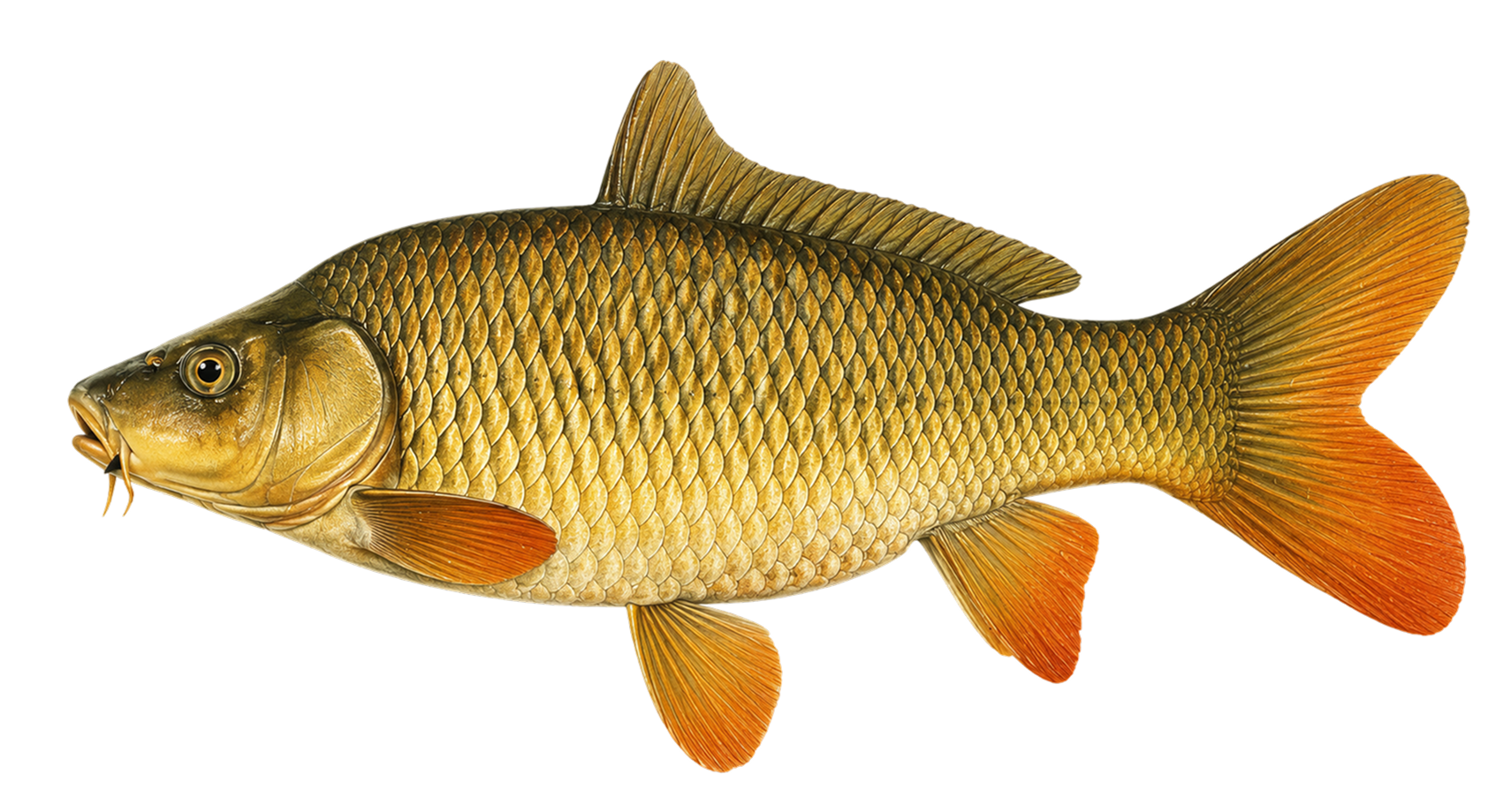 Carp