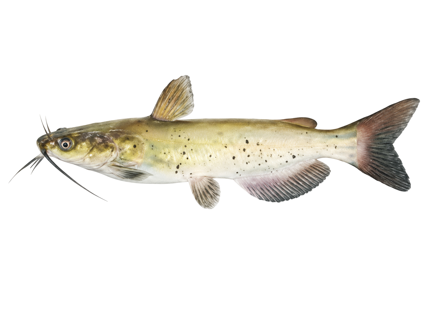 Channel Catfish