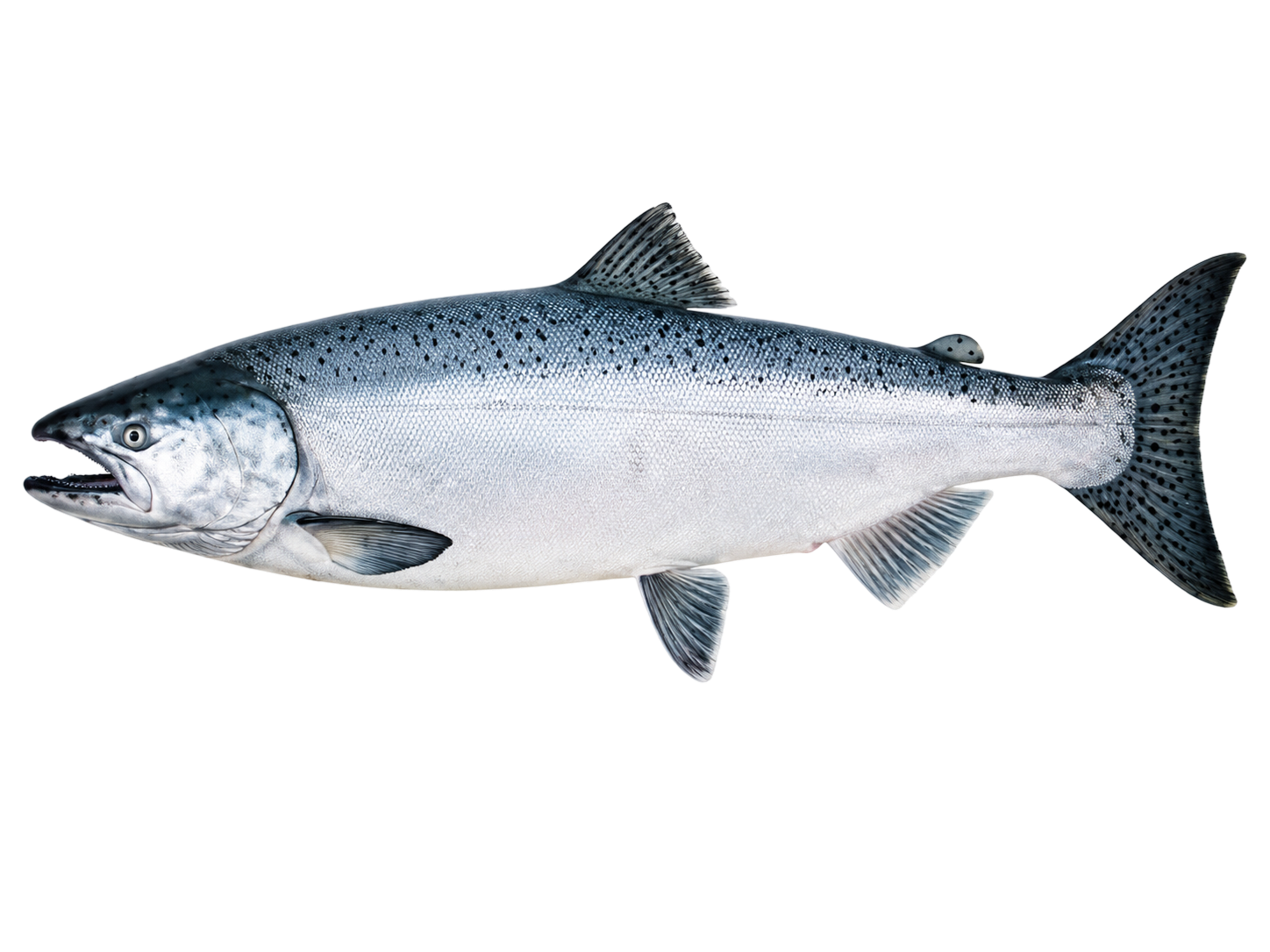 Chinook Salmon — Adult