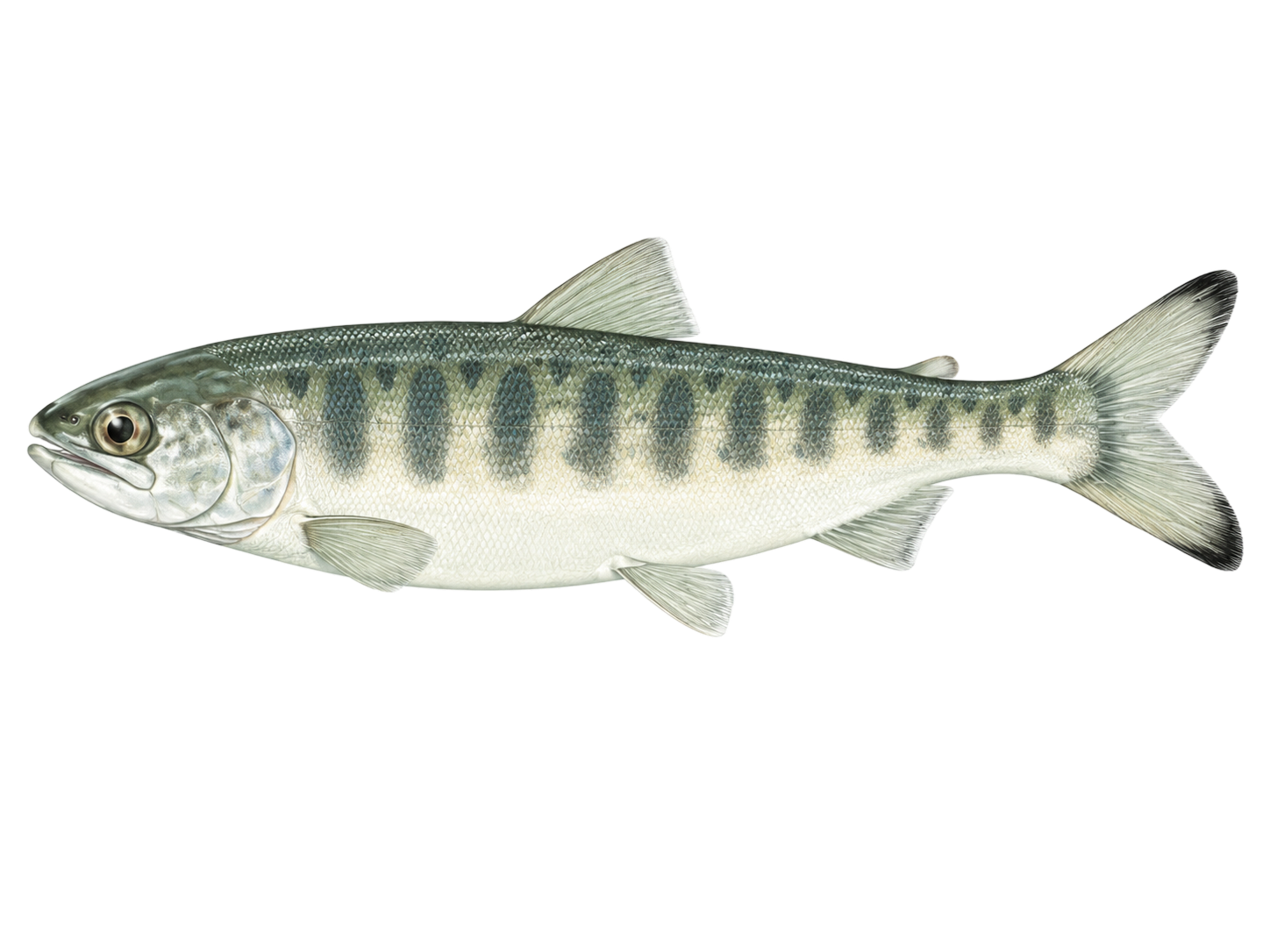 Chinook Salmon — juvenile